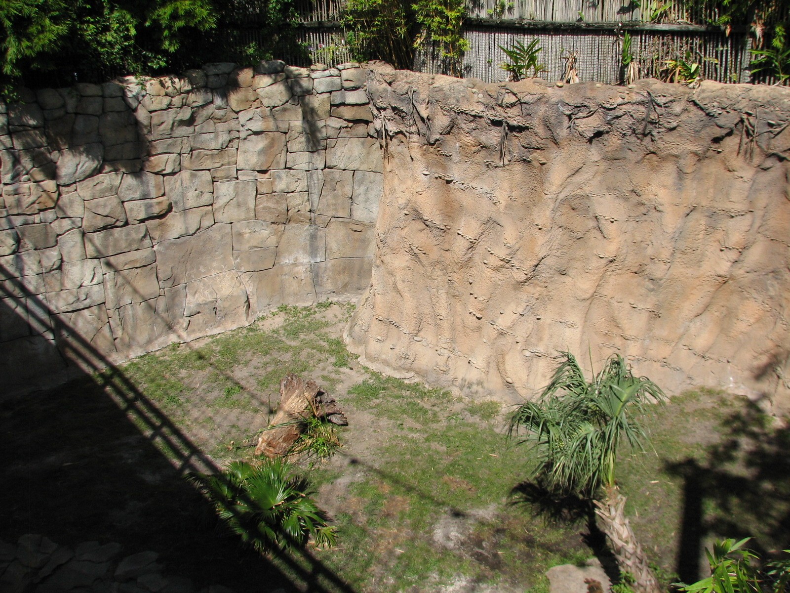 Jungala - Bengal Tiger Exhibit 1