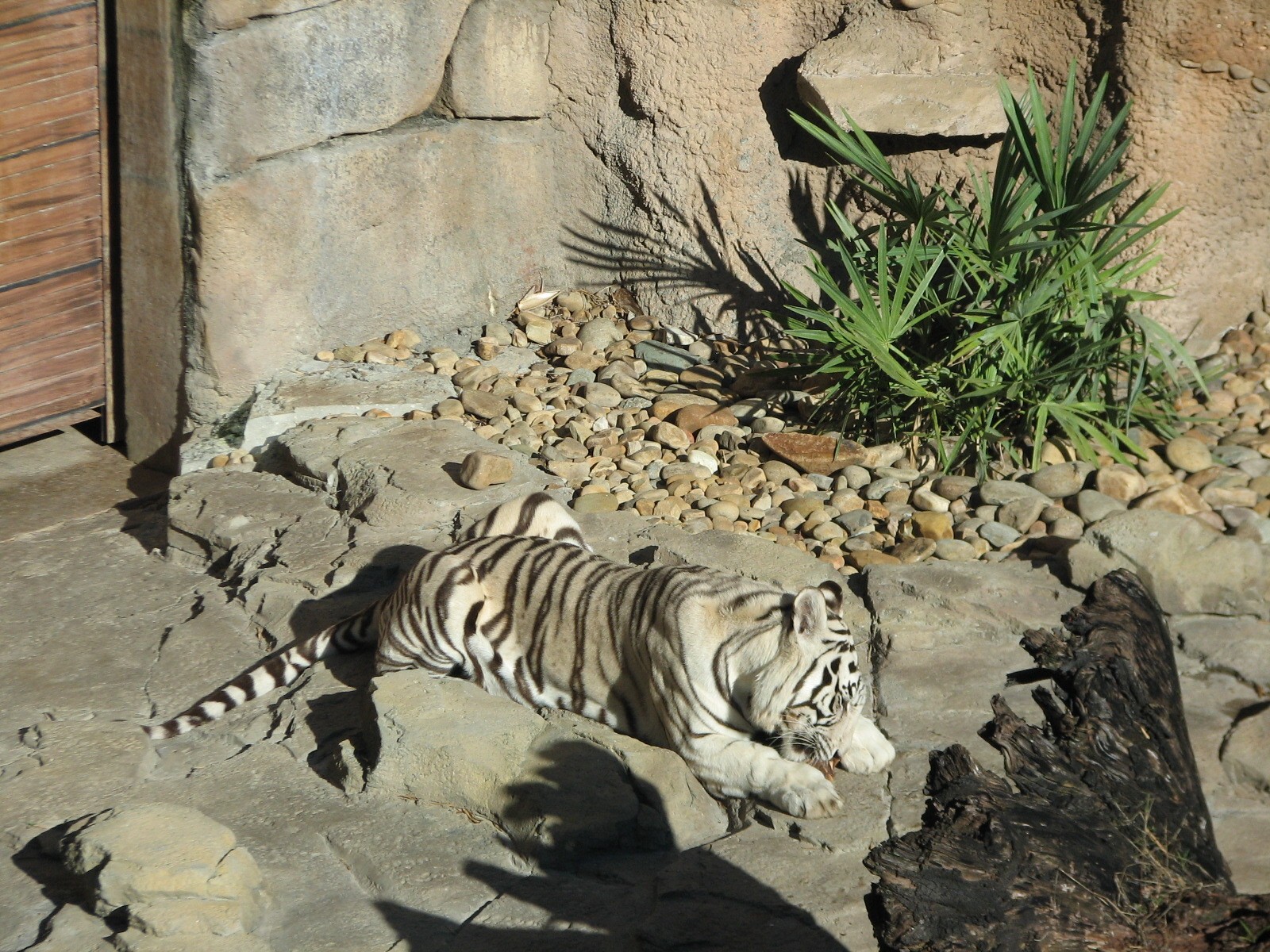 Jungala - Bengal Tiger Exhibit 2
