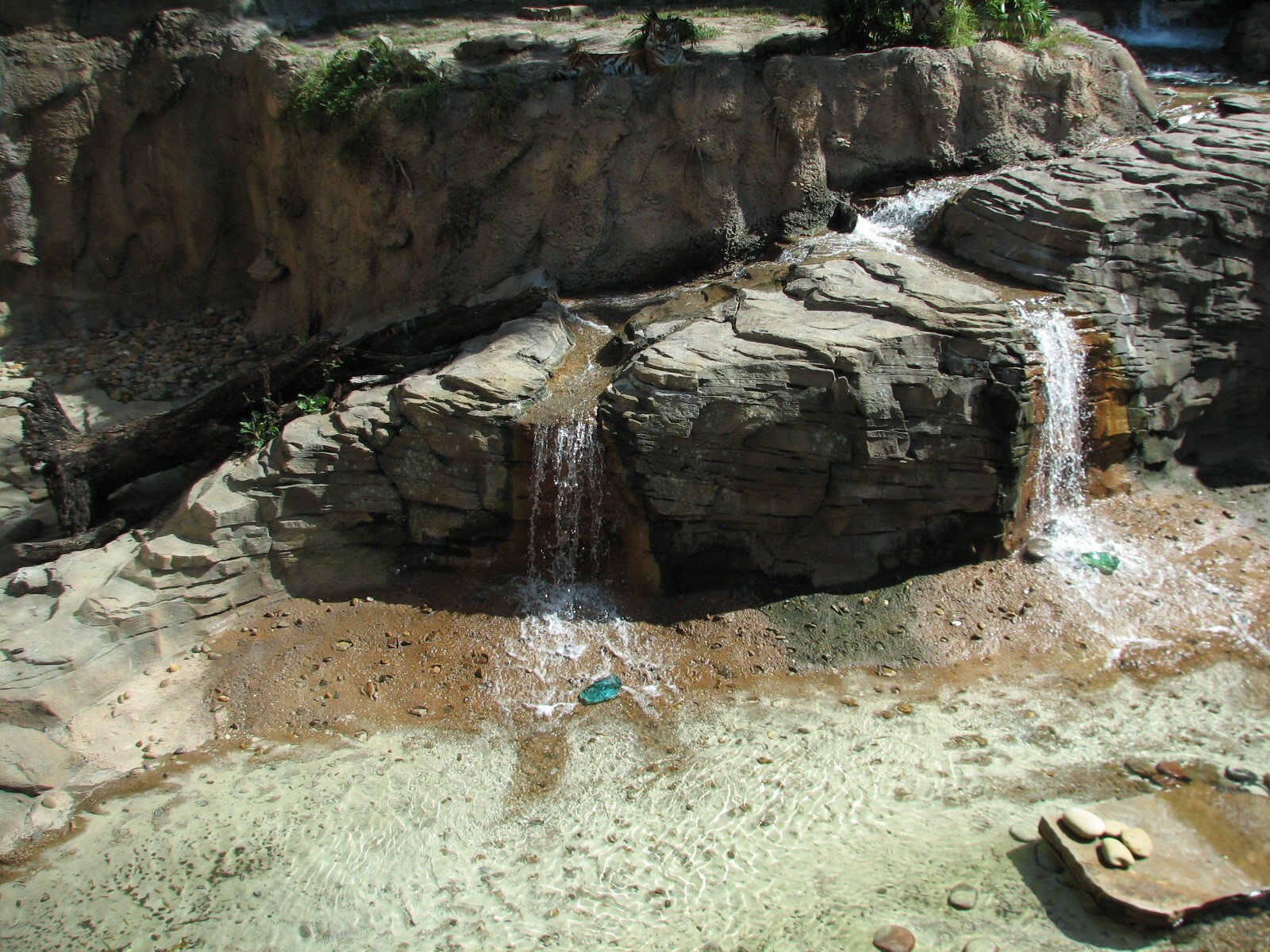 Jungala - Bengal Tiger Exhibit 2