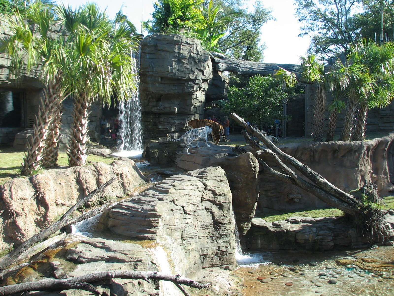 Jungala - Bengal Tiger Exhibit 2