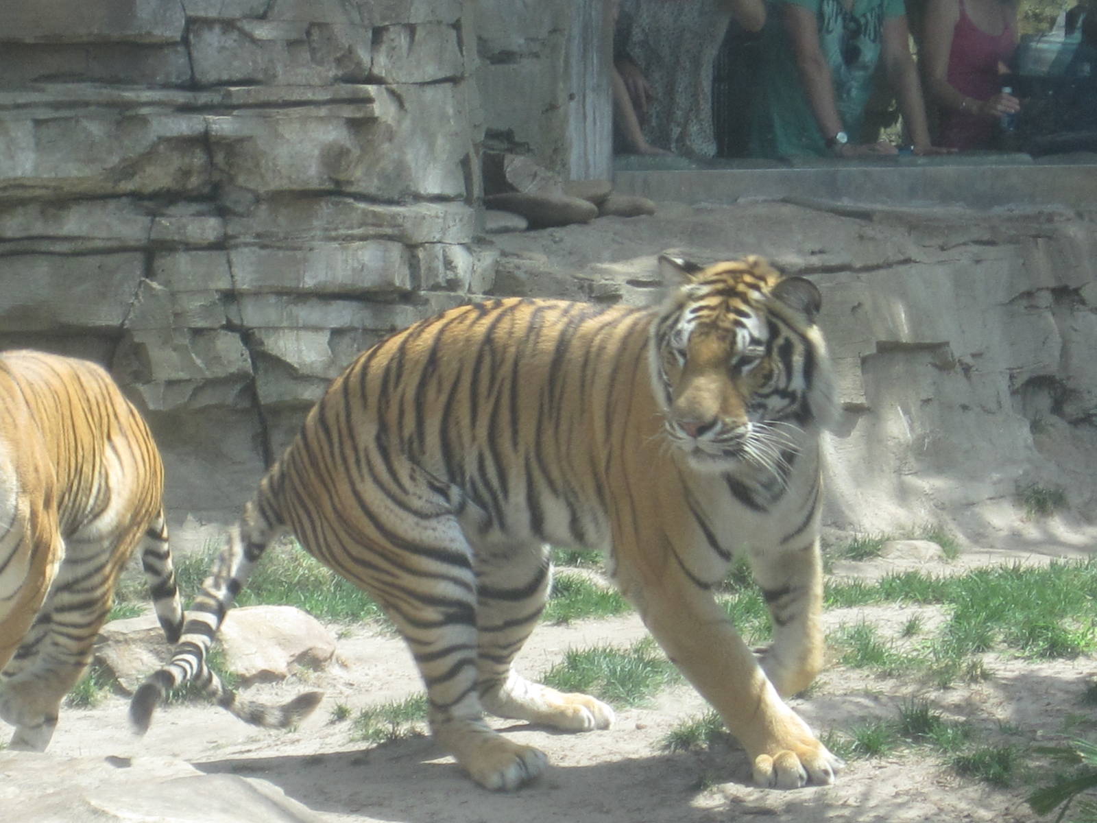 Jungala- Bengal Tigers Rotating