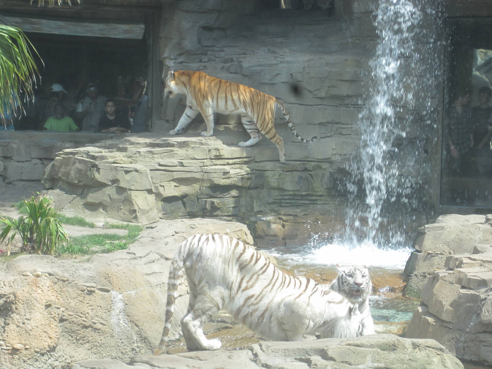 Jungala- Bengal Tigers