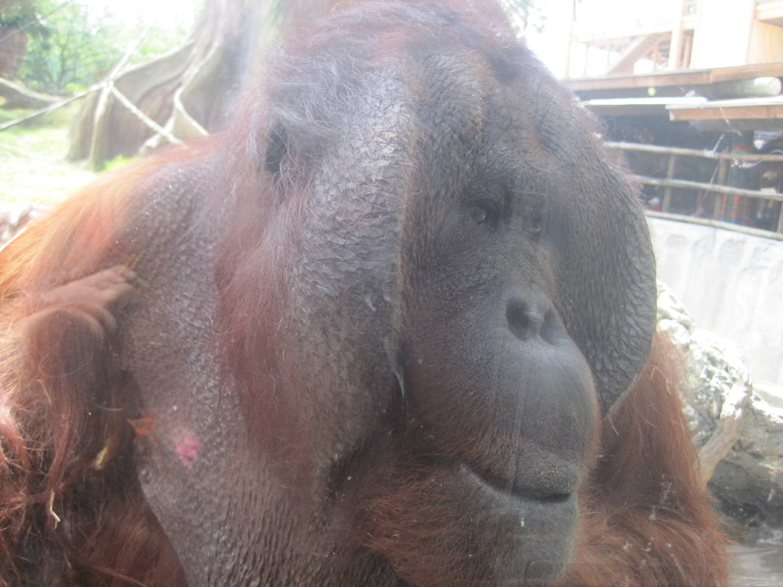 Jungala- Bornean Orangutan Up Close