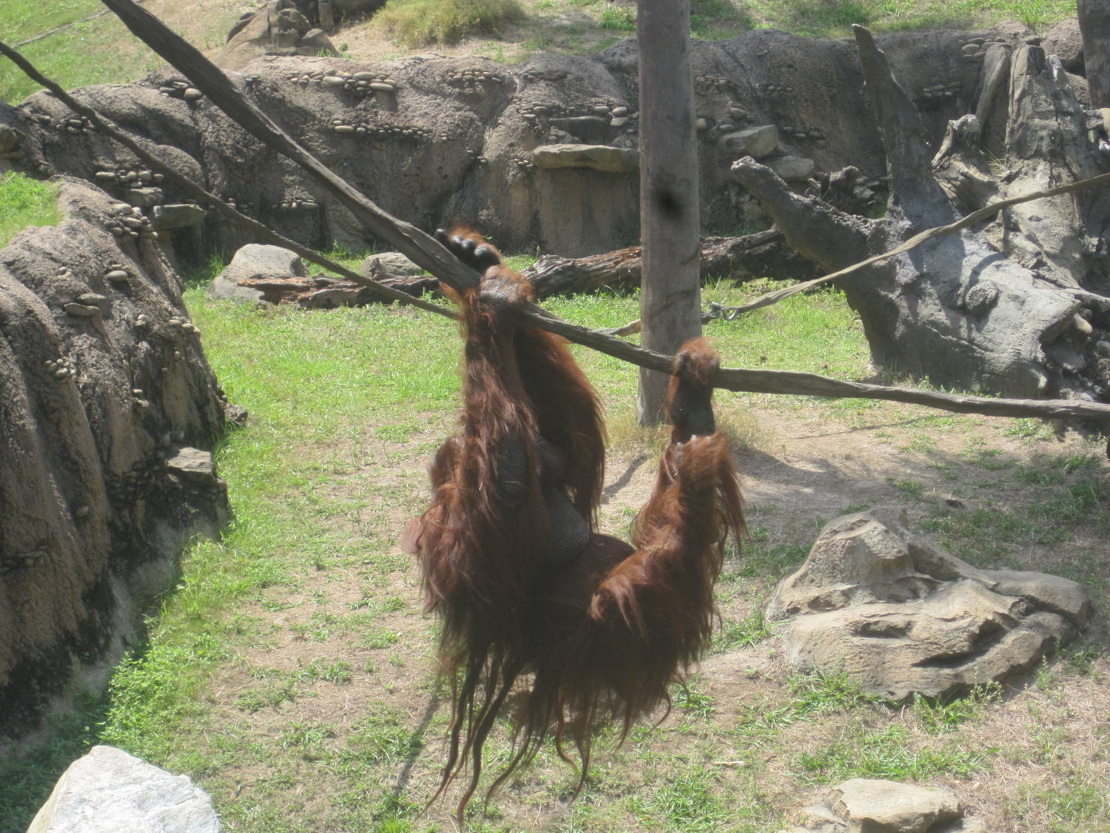 Jungala- Bornean Orangutan