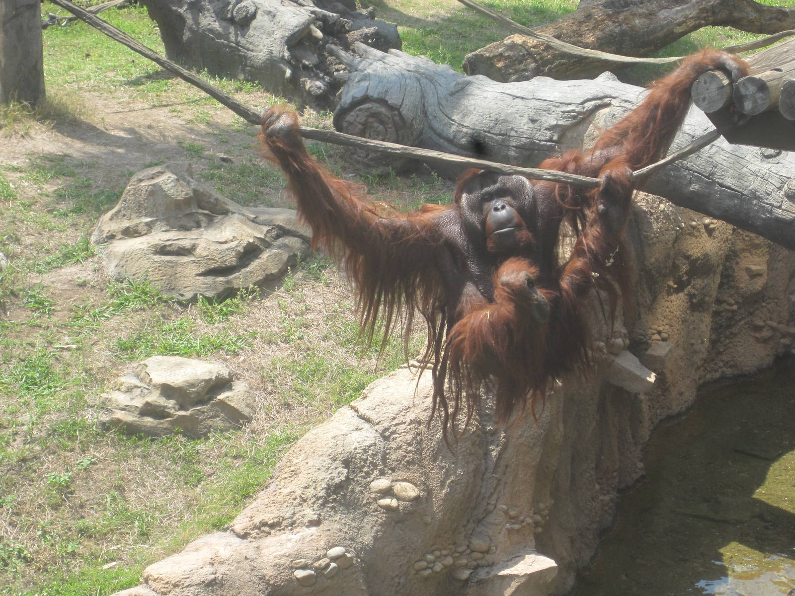 Jungala- Bornean Orangutan