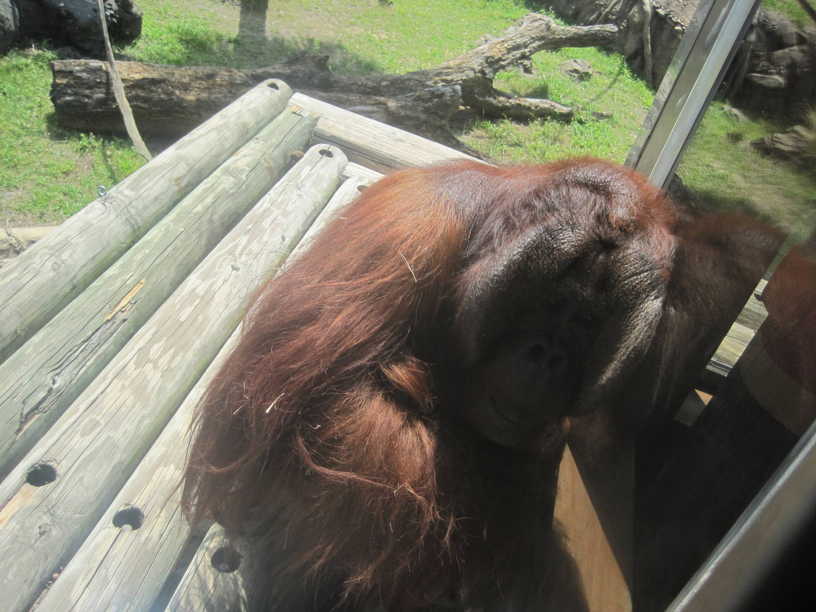 Jungala- Bornean Orangutan