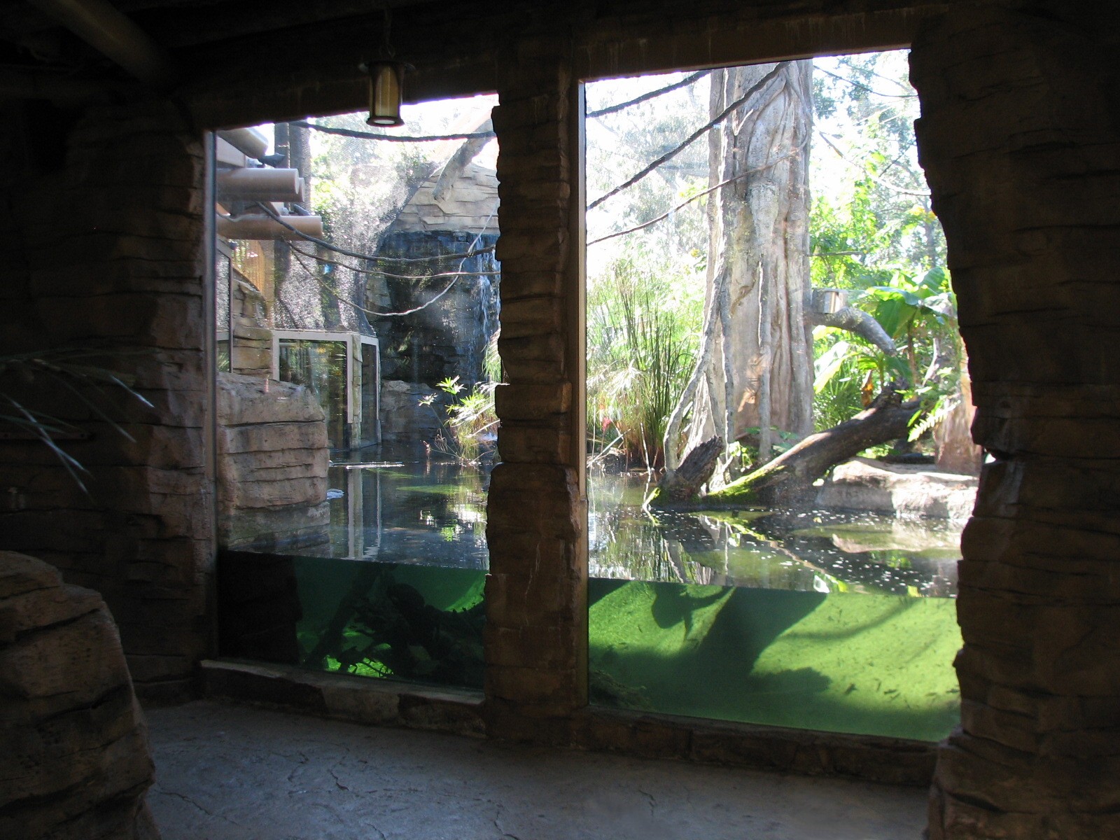 Jungala - Flying Fox Exhibit - Lower Viewing Area