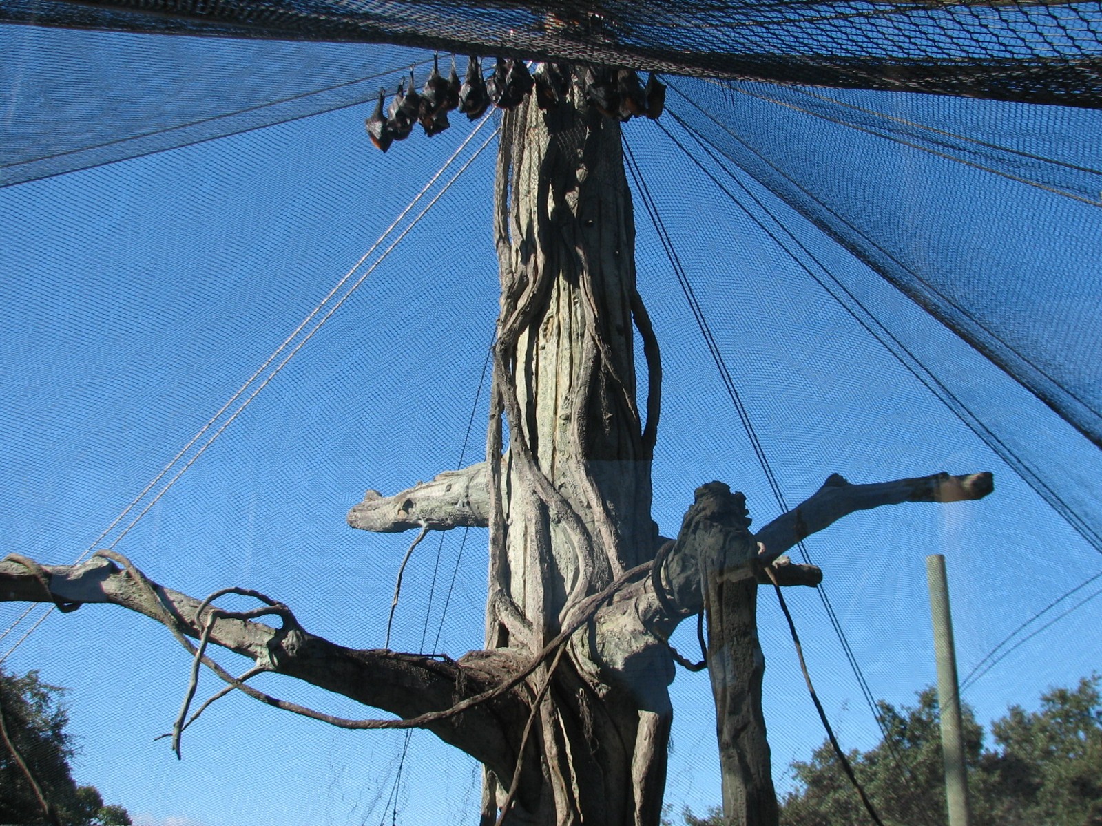 Jungala - Flying Fox Exhibit