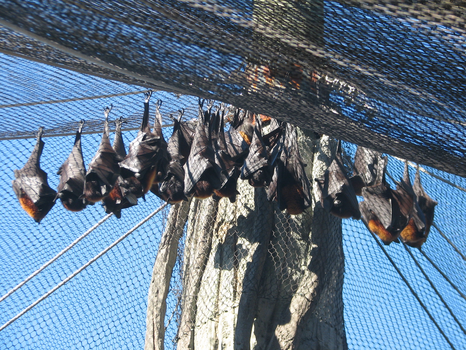 Jungala - Flying Fox Exhibit