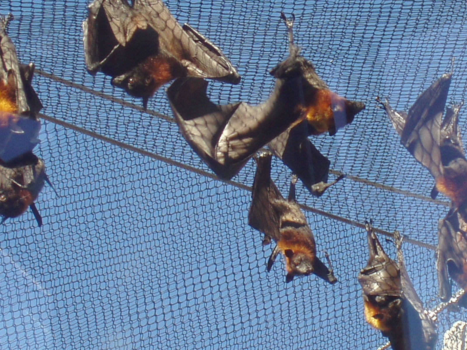 Jungala - Flying Fox