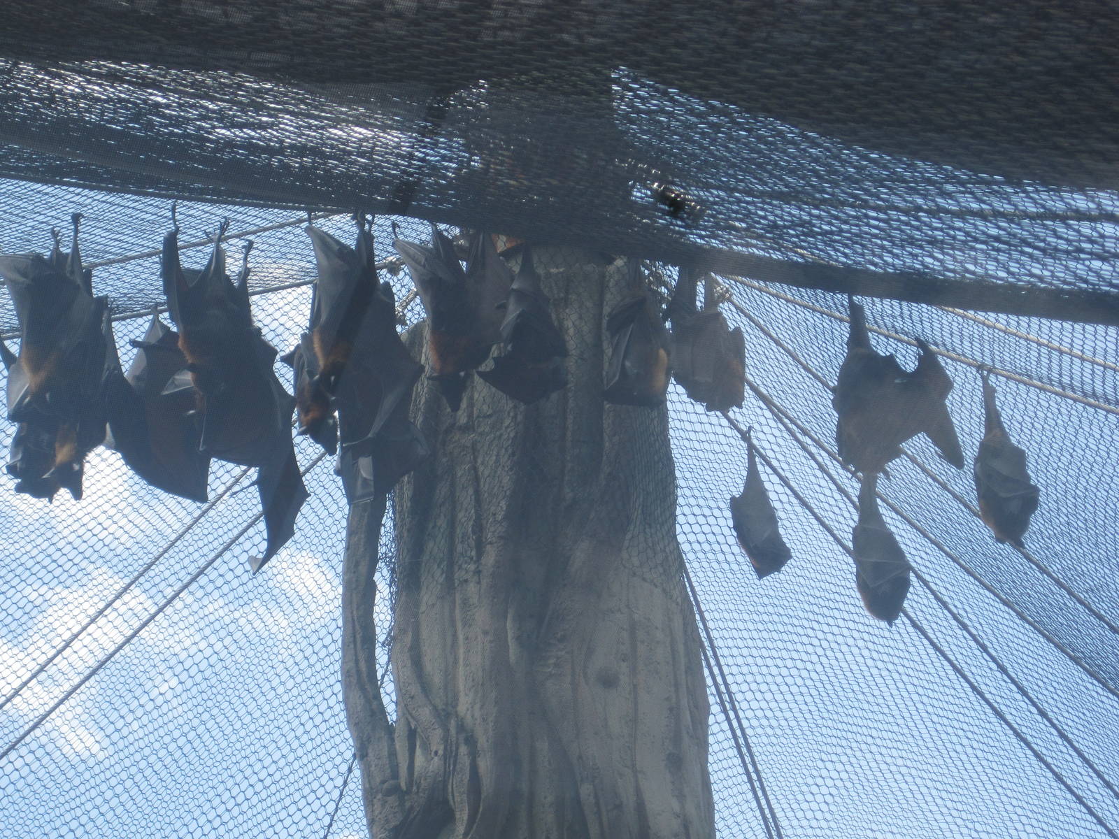 Jungala- Flying Foxes