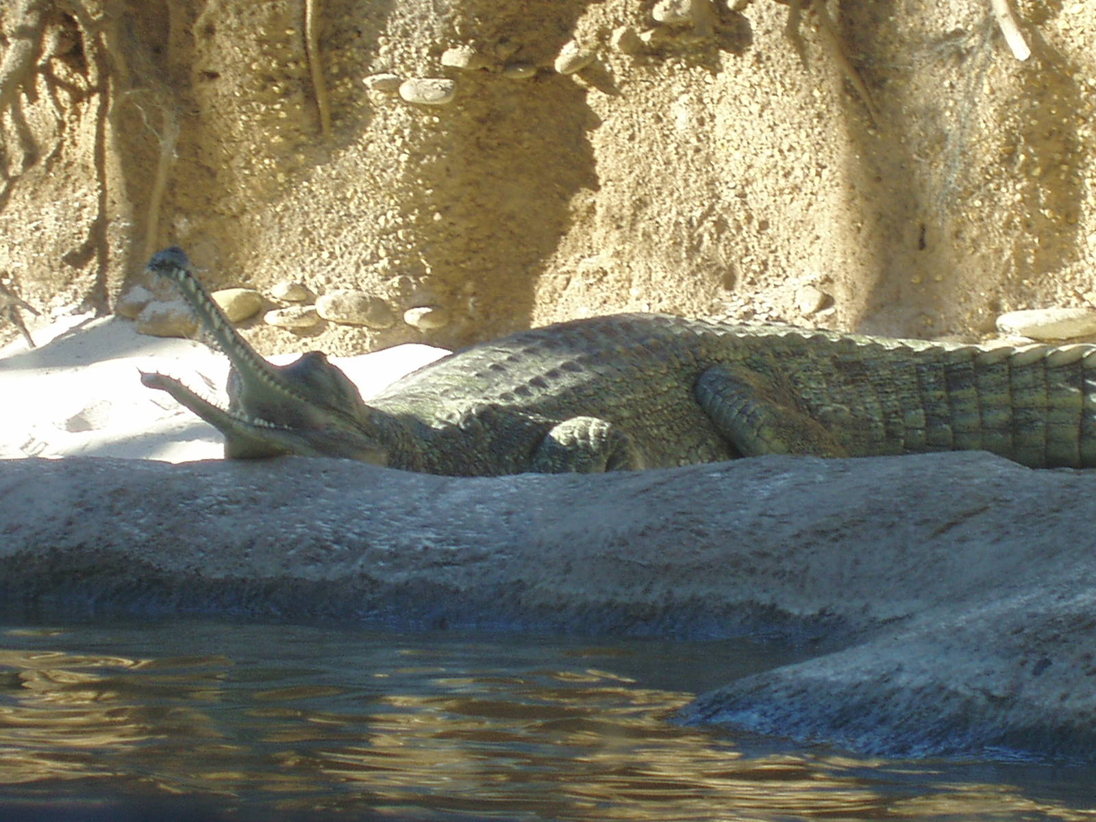 Jungala - Gharial