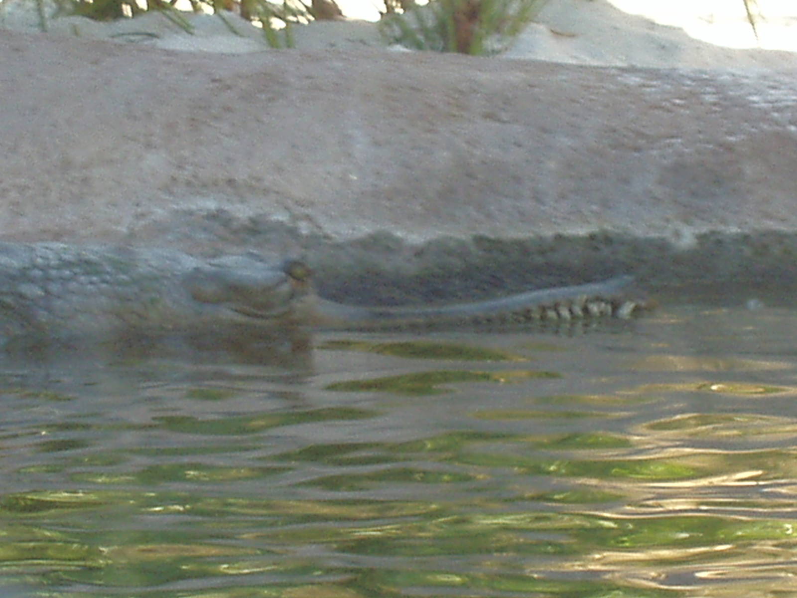 Jungala - Gharial