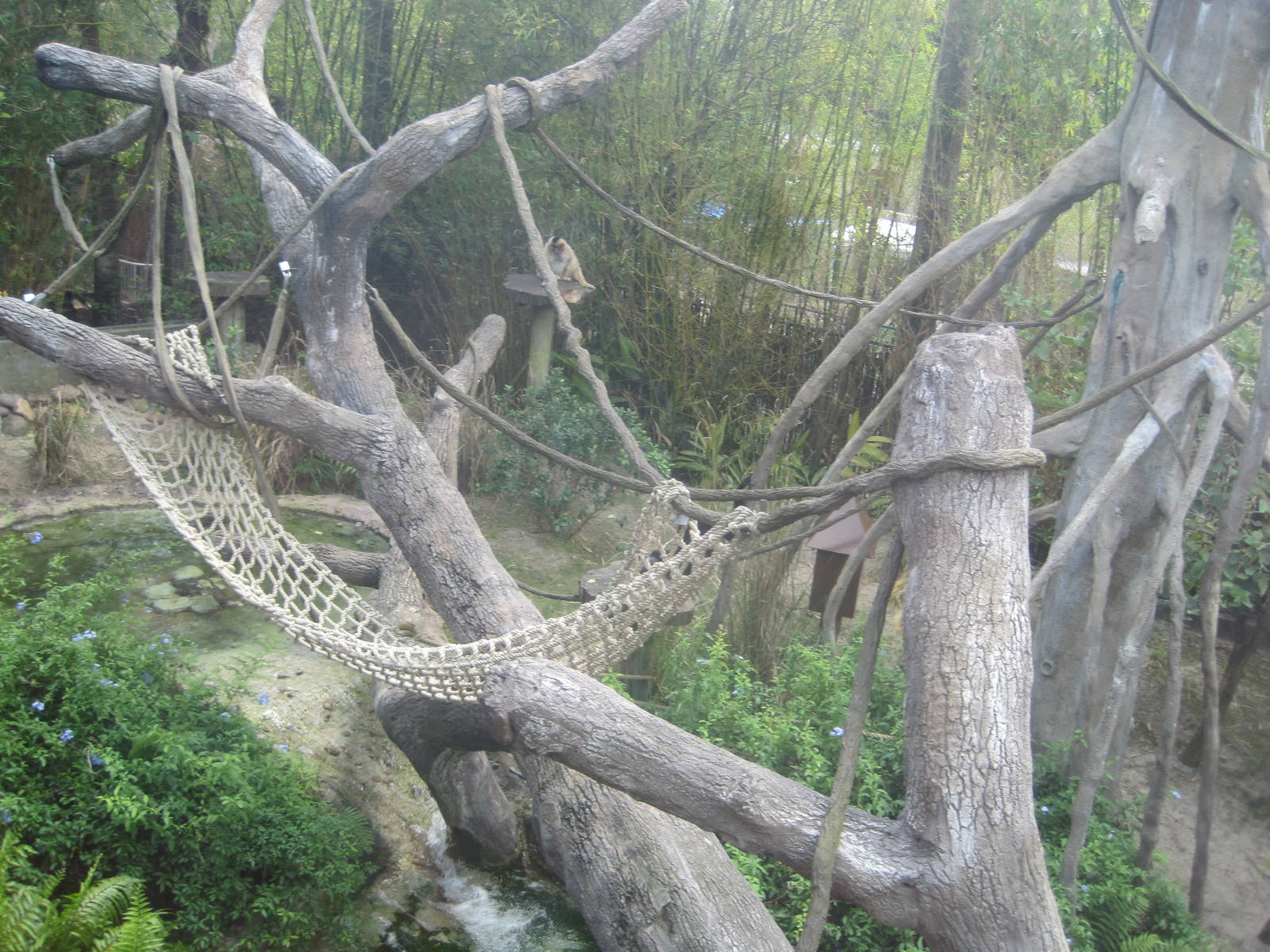 Jungala- Gibbon/Otter Exhibit