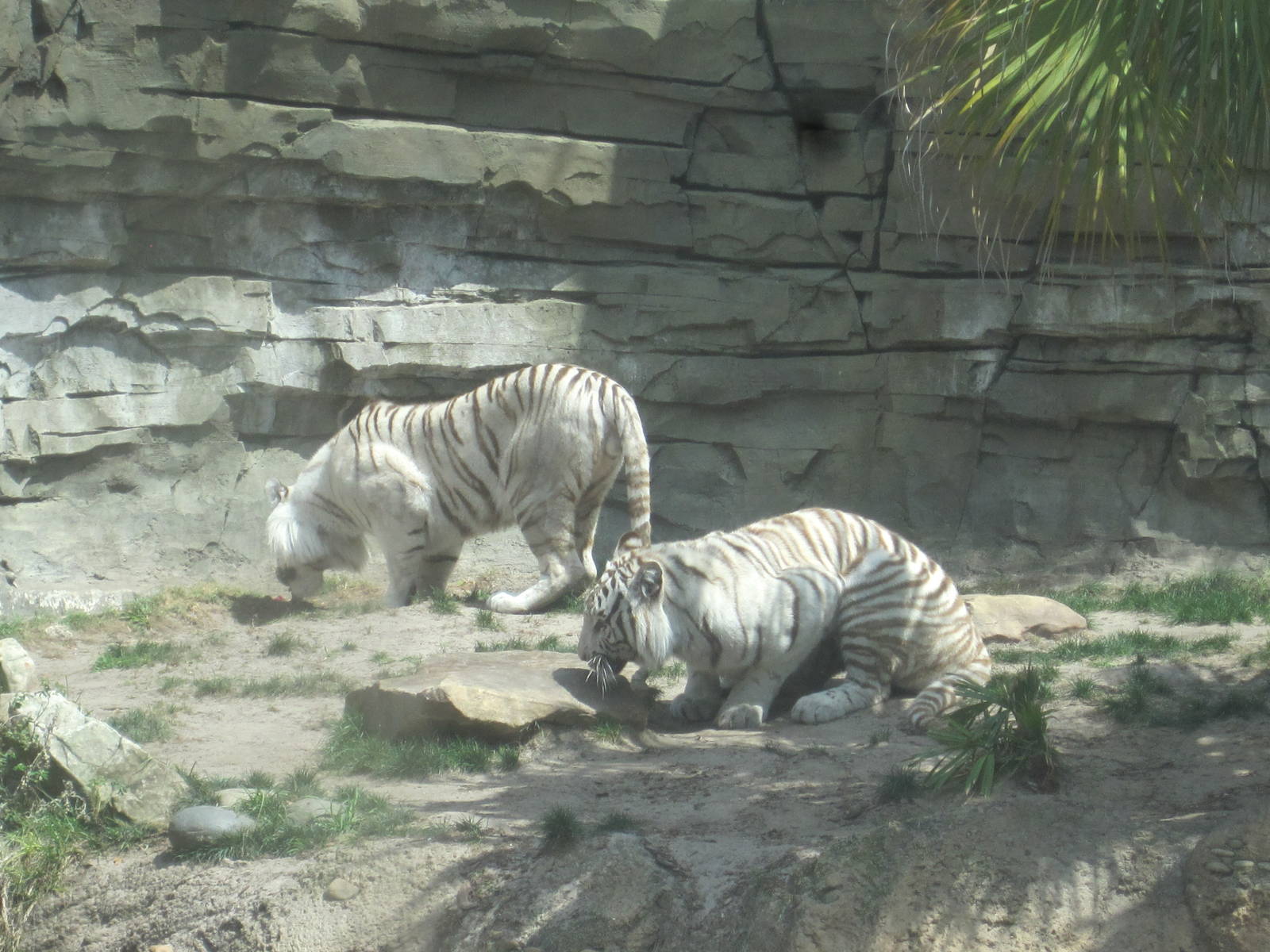 Jungala- Laney and King