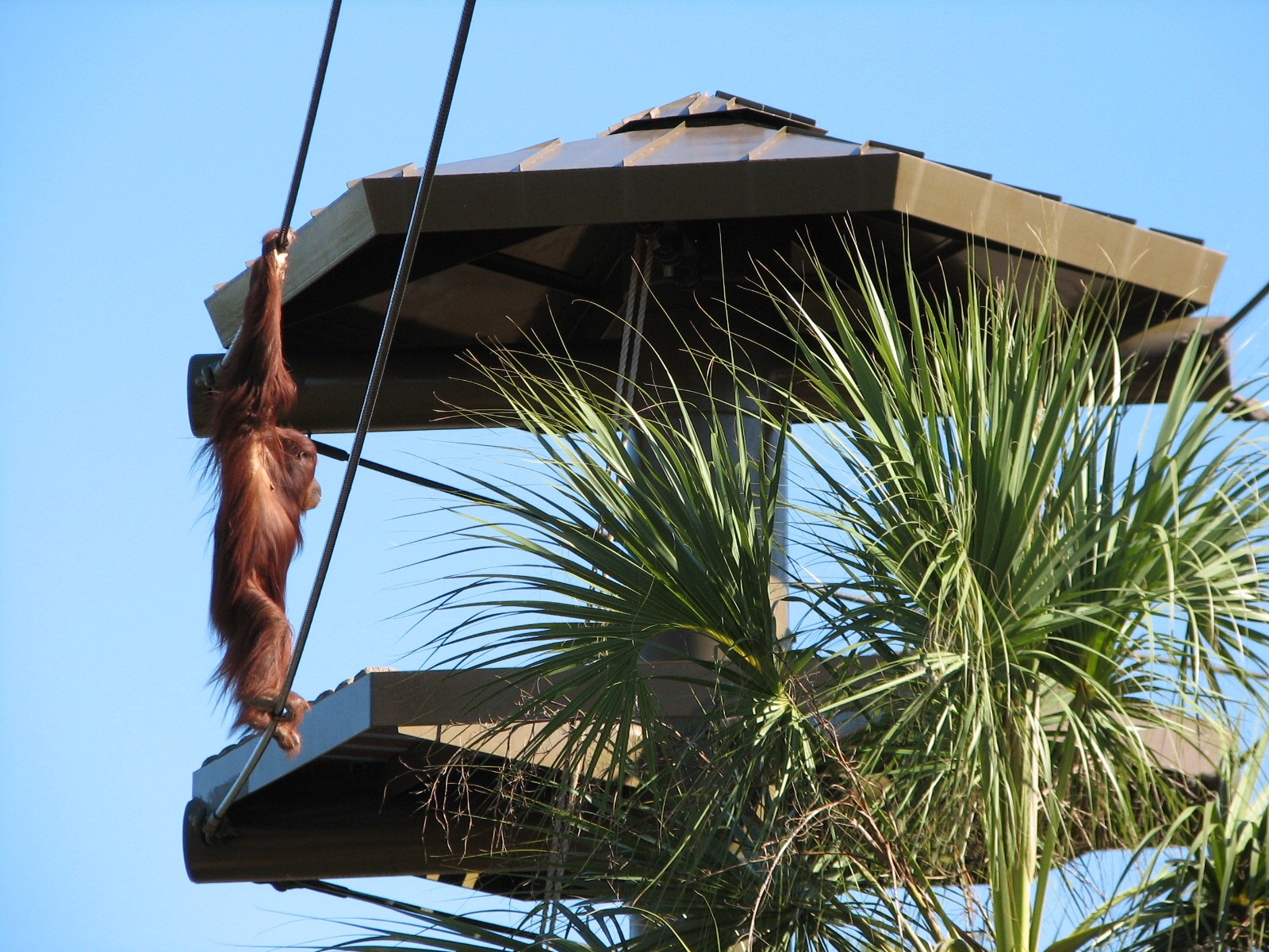 Jungala - Orangutan Exhibit - Orangutan Vine