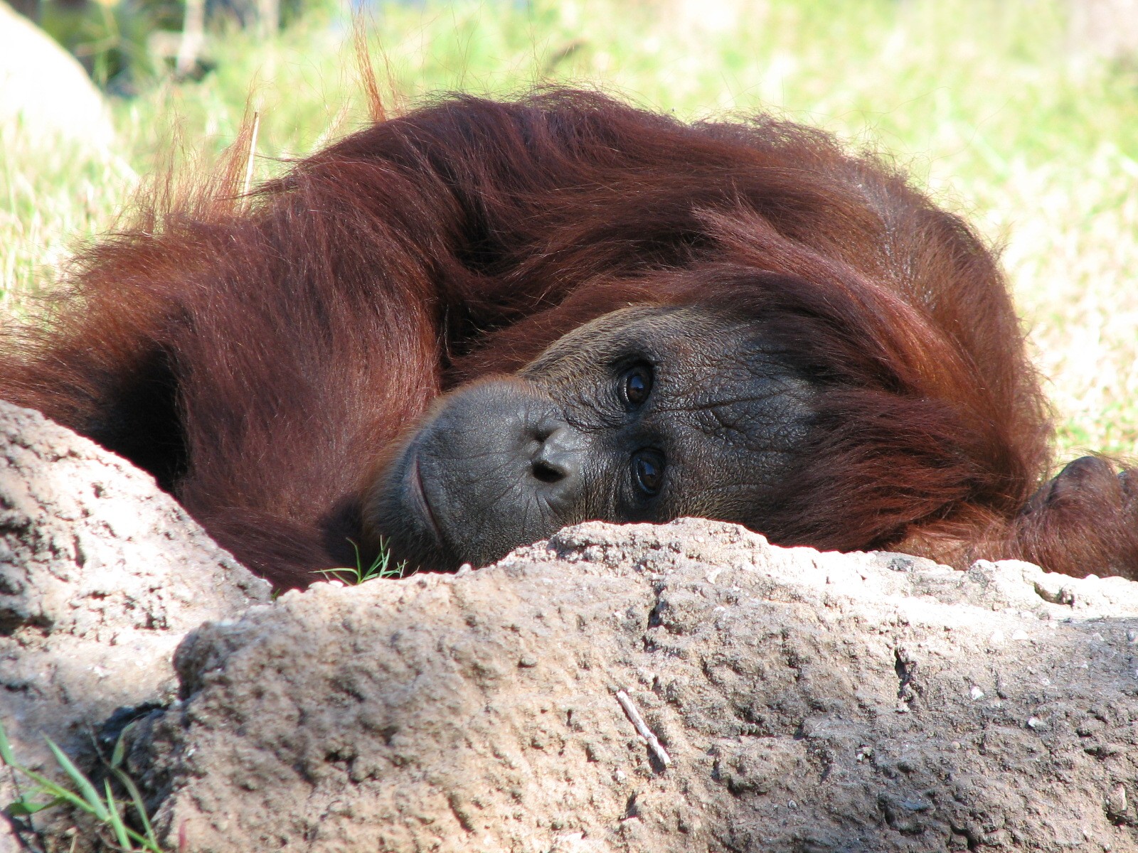 Jungala - Orangutan Exhibit