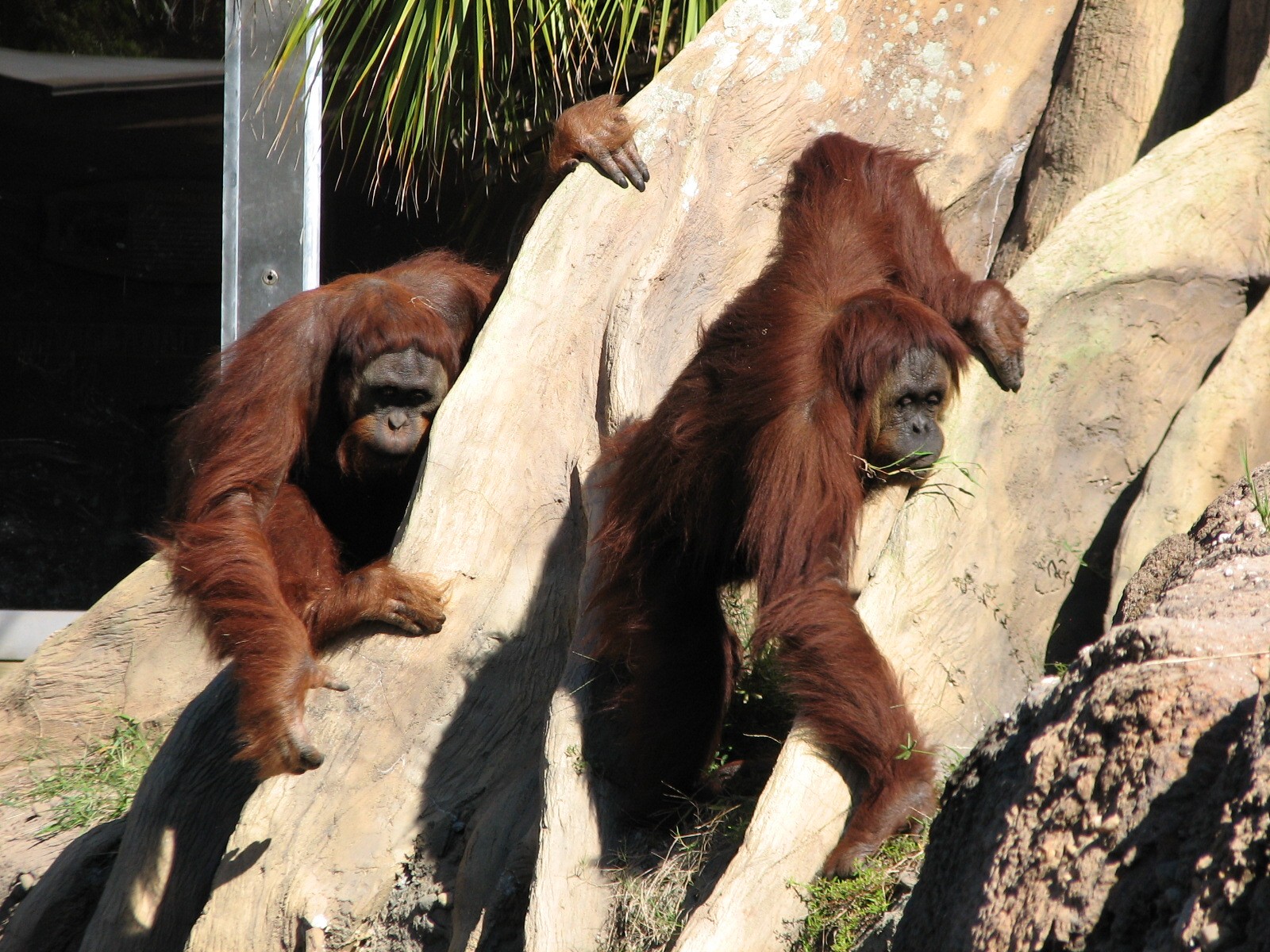 Jungala - Orangutan Exhibit