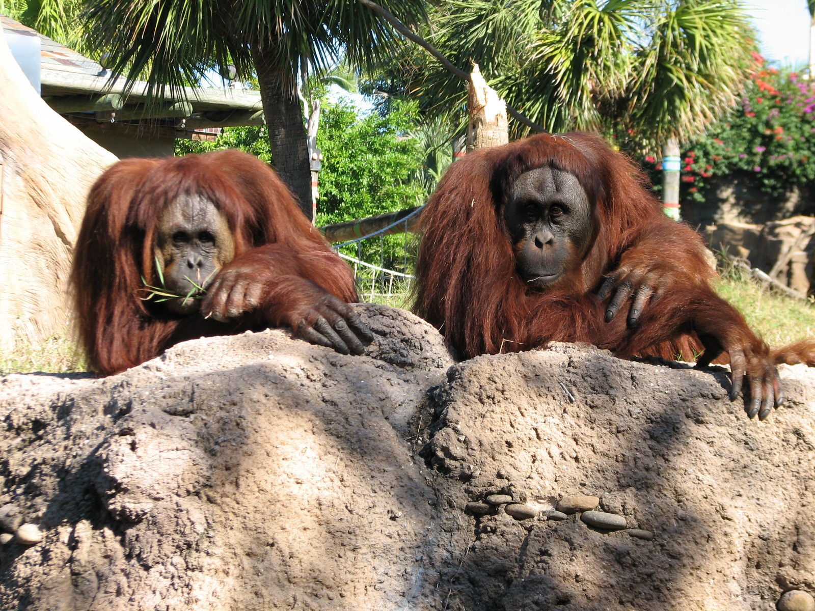 Jungala - Orangutan Exhibit