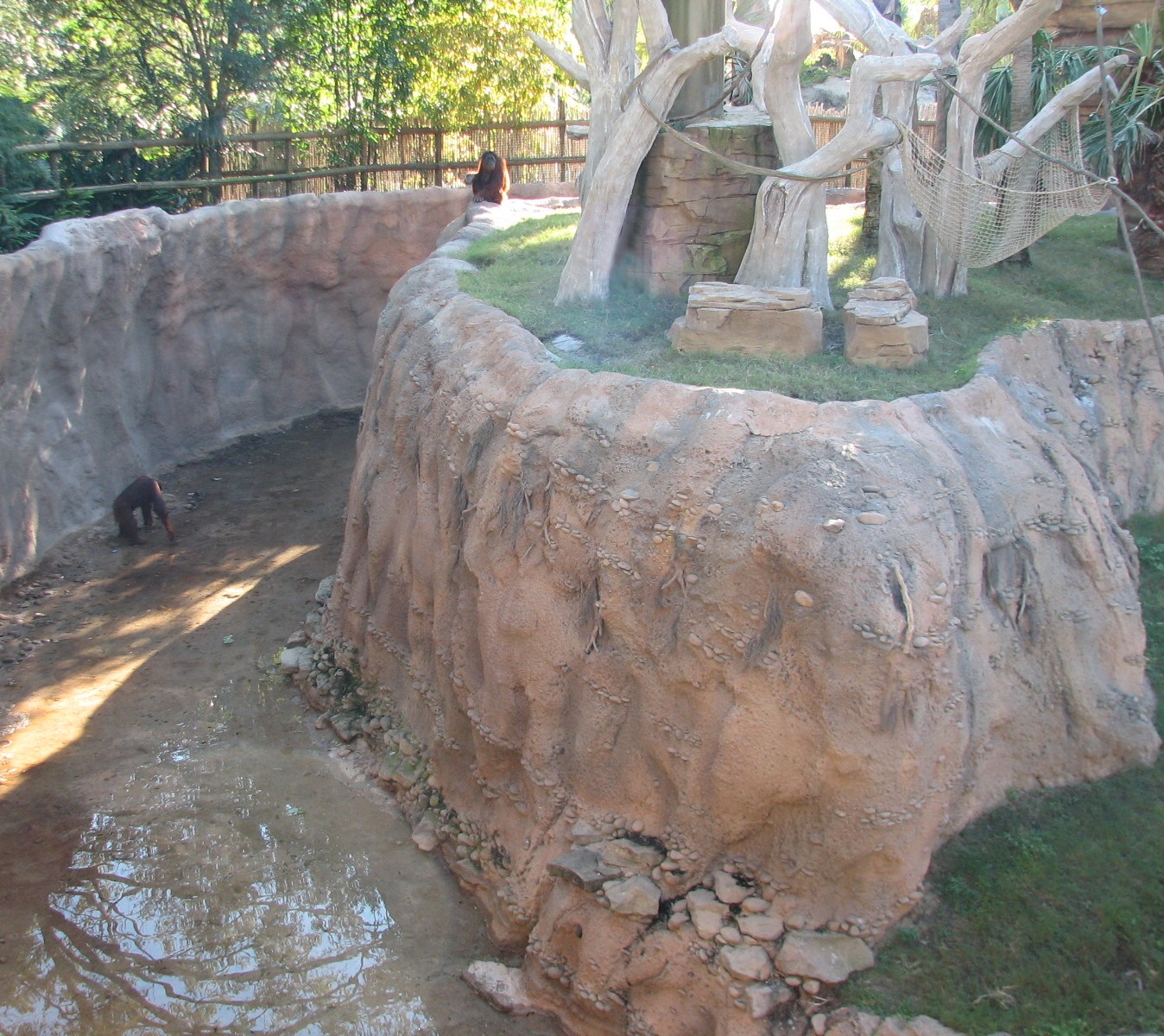 Jungala Orangutan Exhibit