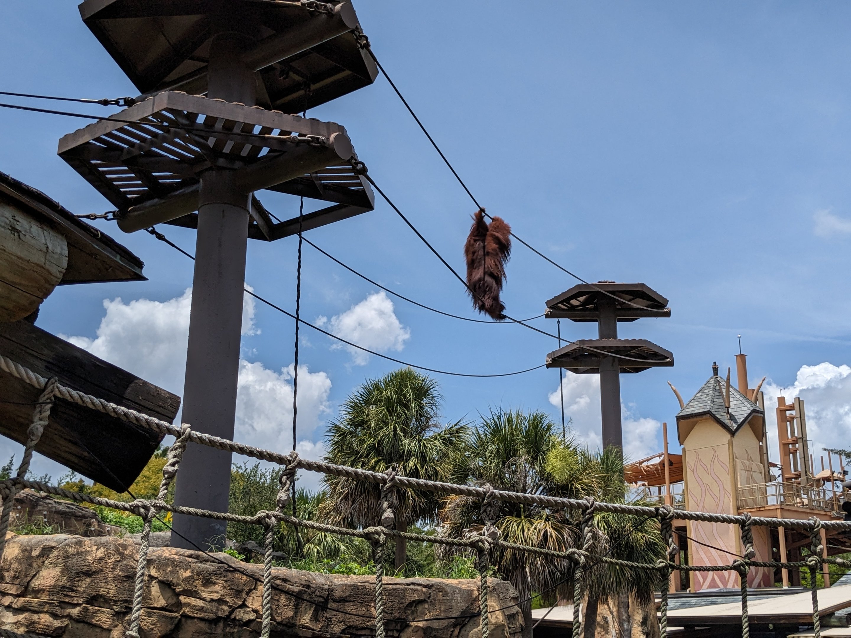 Jungala - Orangutan (male)