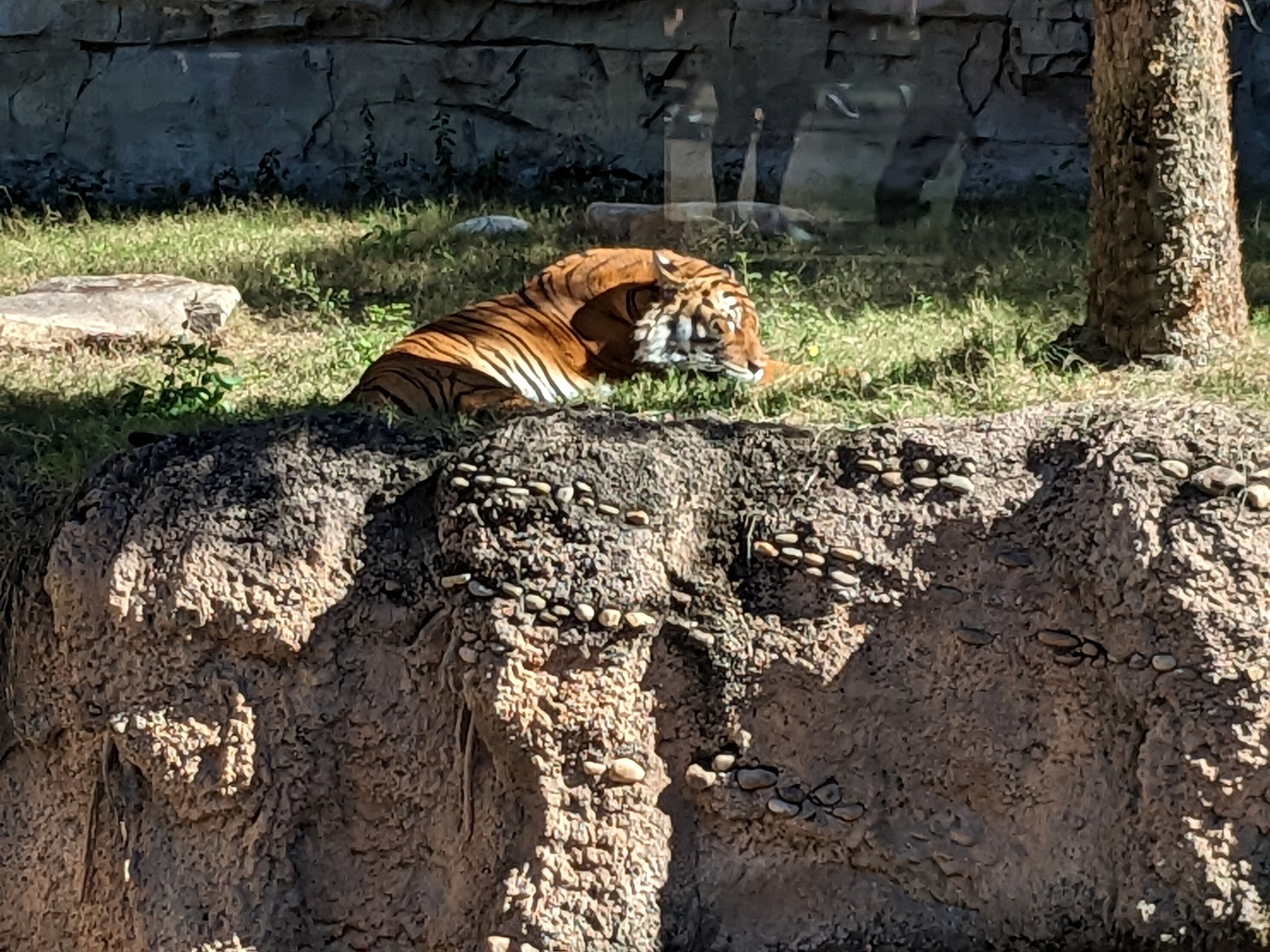 Jungala - Tiger ("Bengal"?)