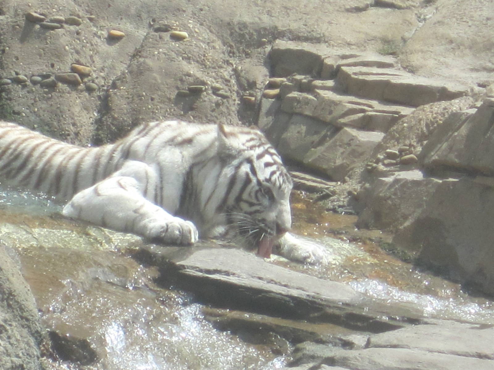 Jungala- Tiger Cooling Off