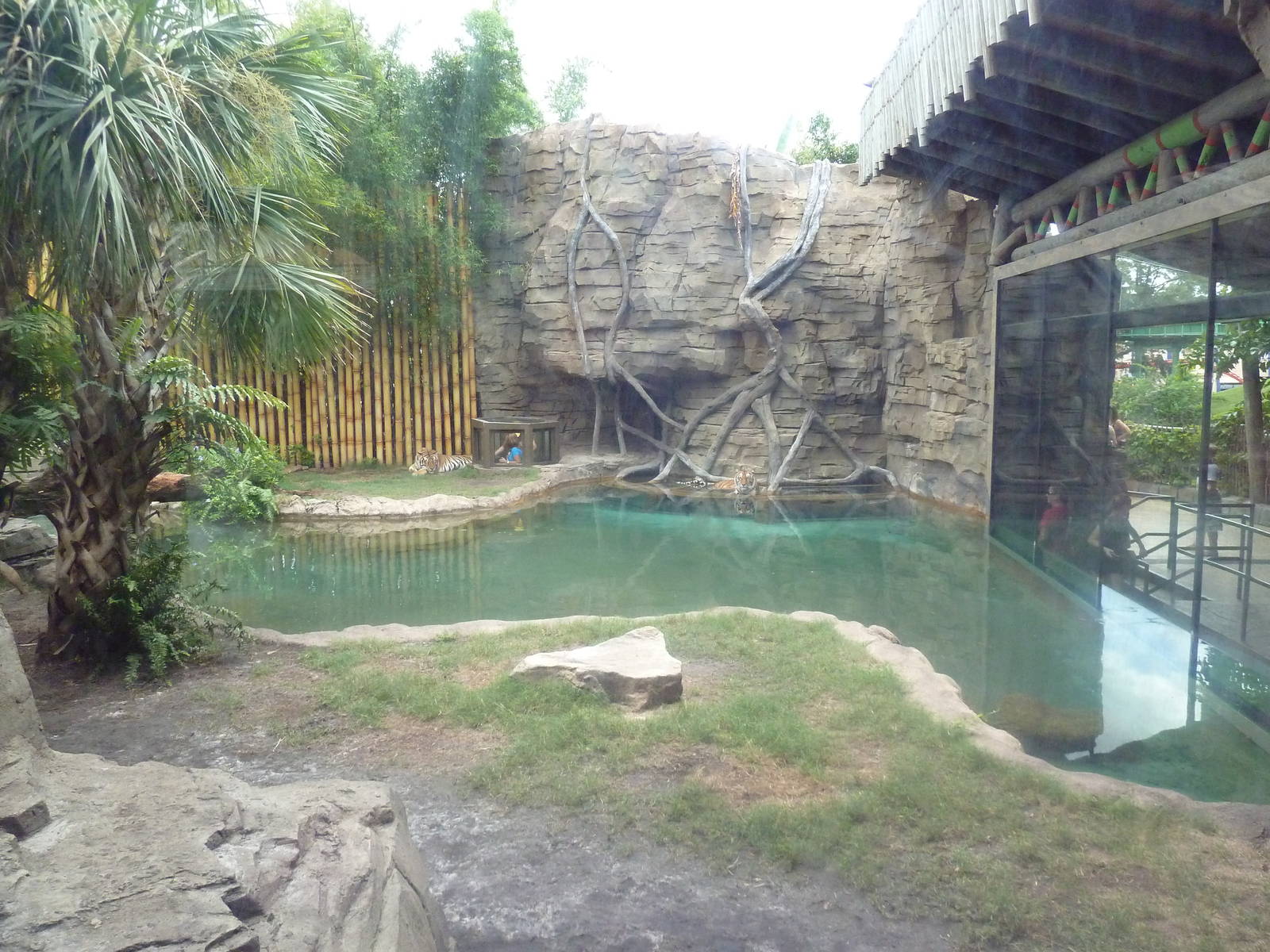 Jungala - Tiger Exhibit