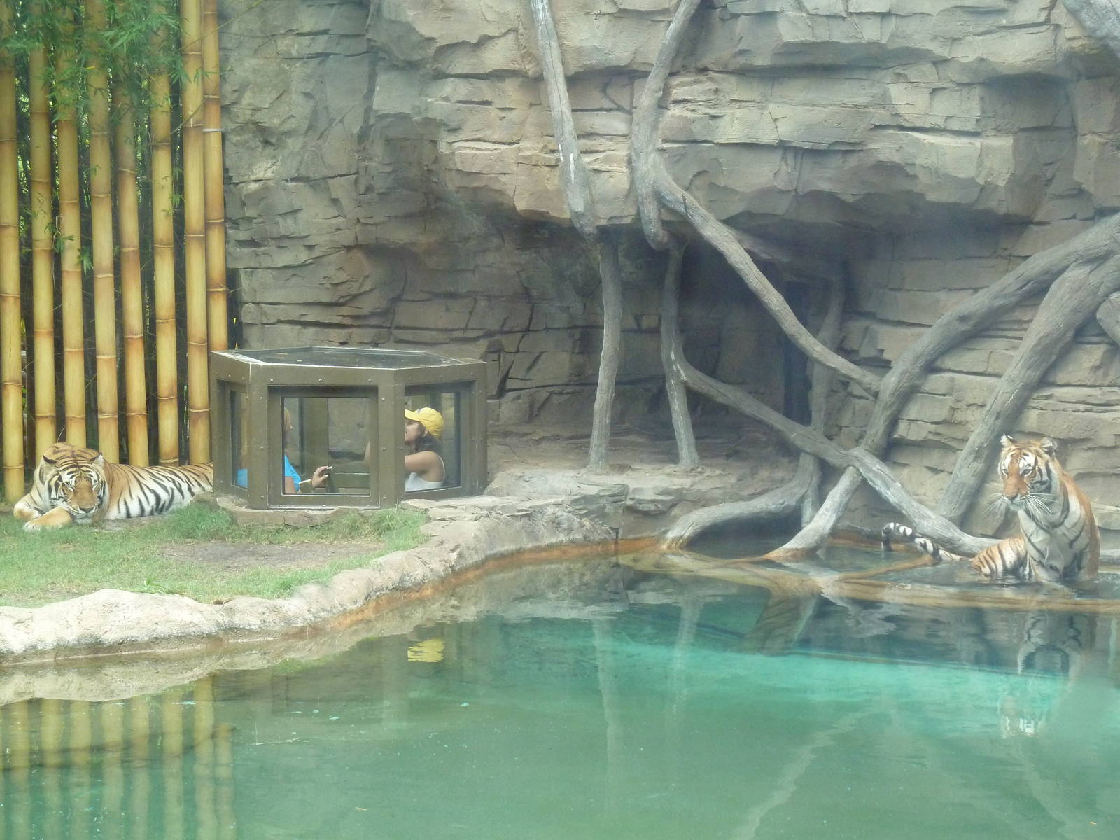 Jungala - Tiger Exhibit
