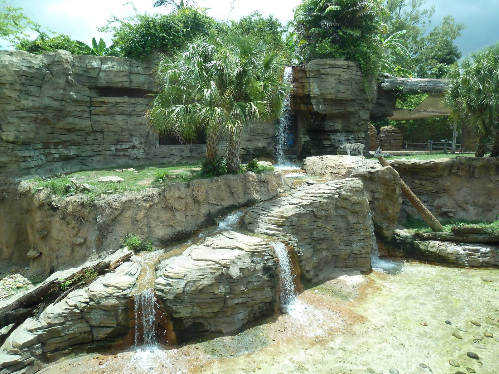 Jungala - Tiger Exhibit