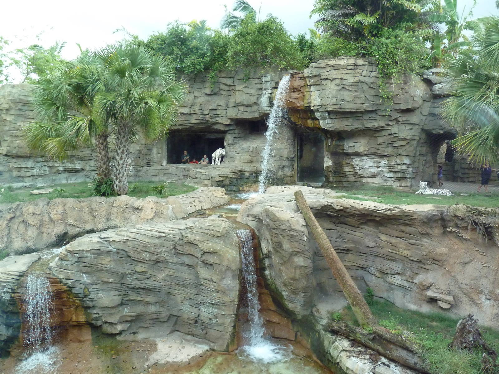 Jungala - Tiger Exhibit