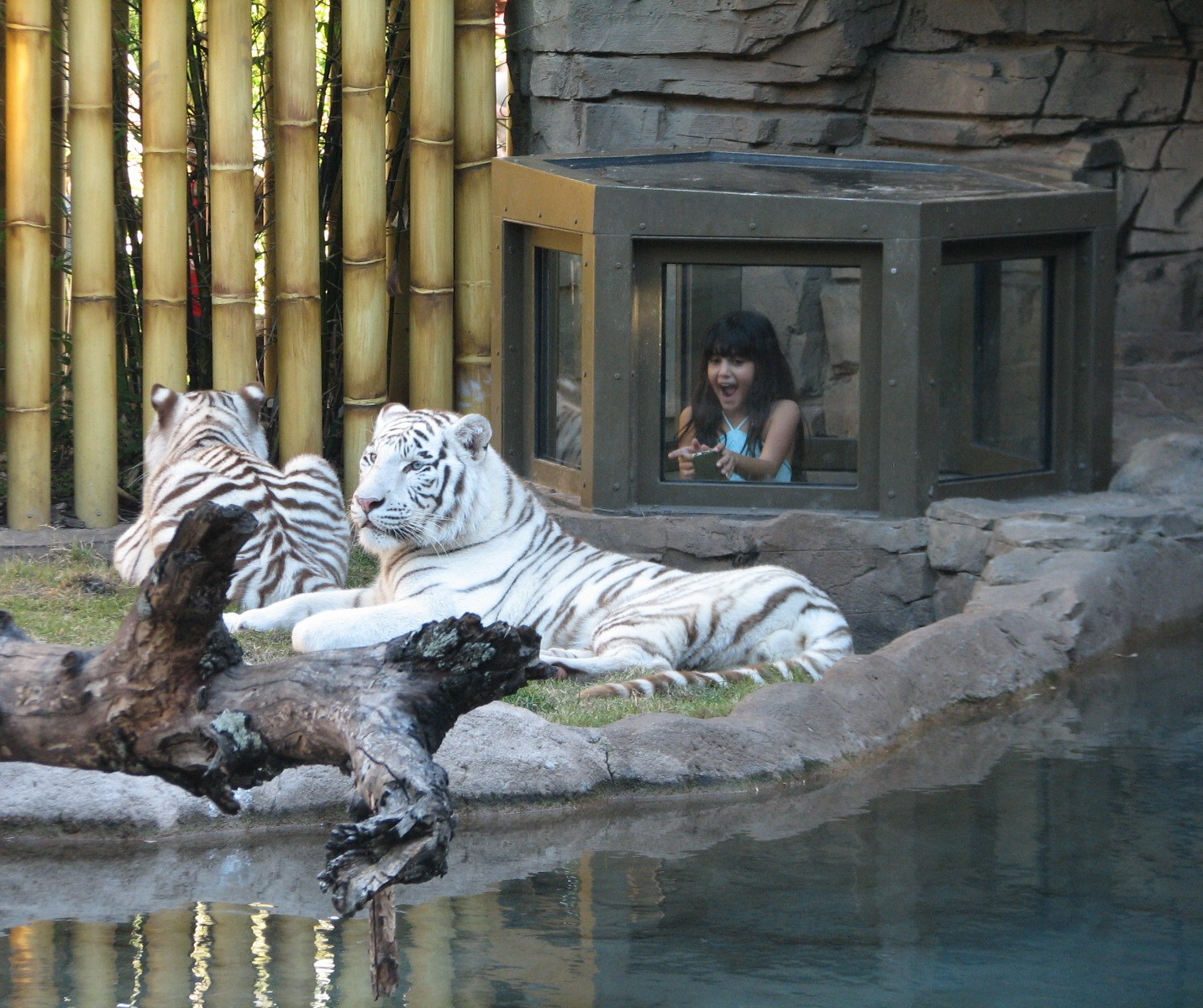 Jungala Tiger Exhibit