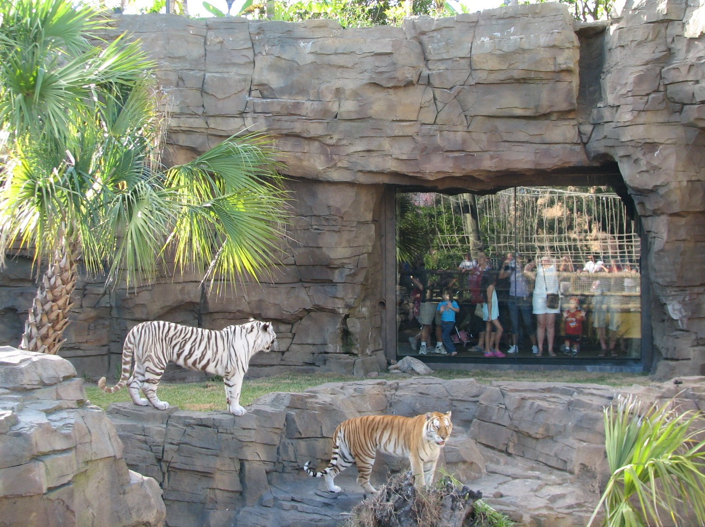 Jungala Tiger Exhibit