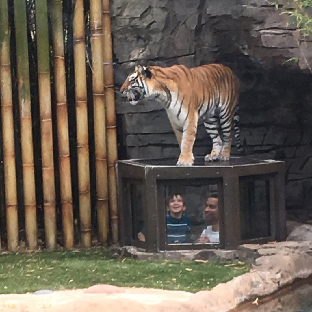 Jungala - Tiger Pop-up Bubble