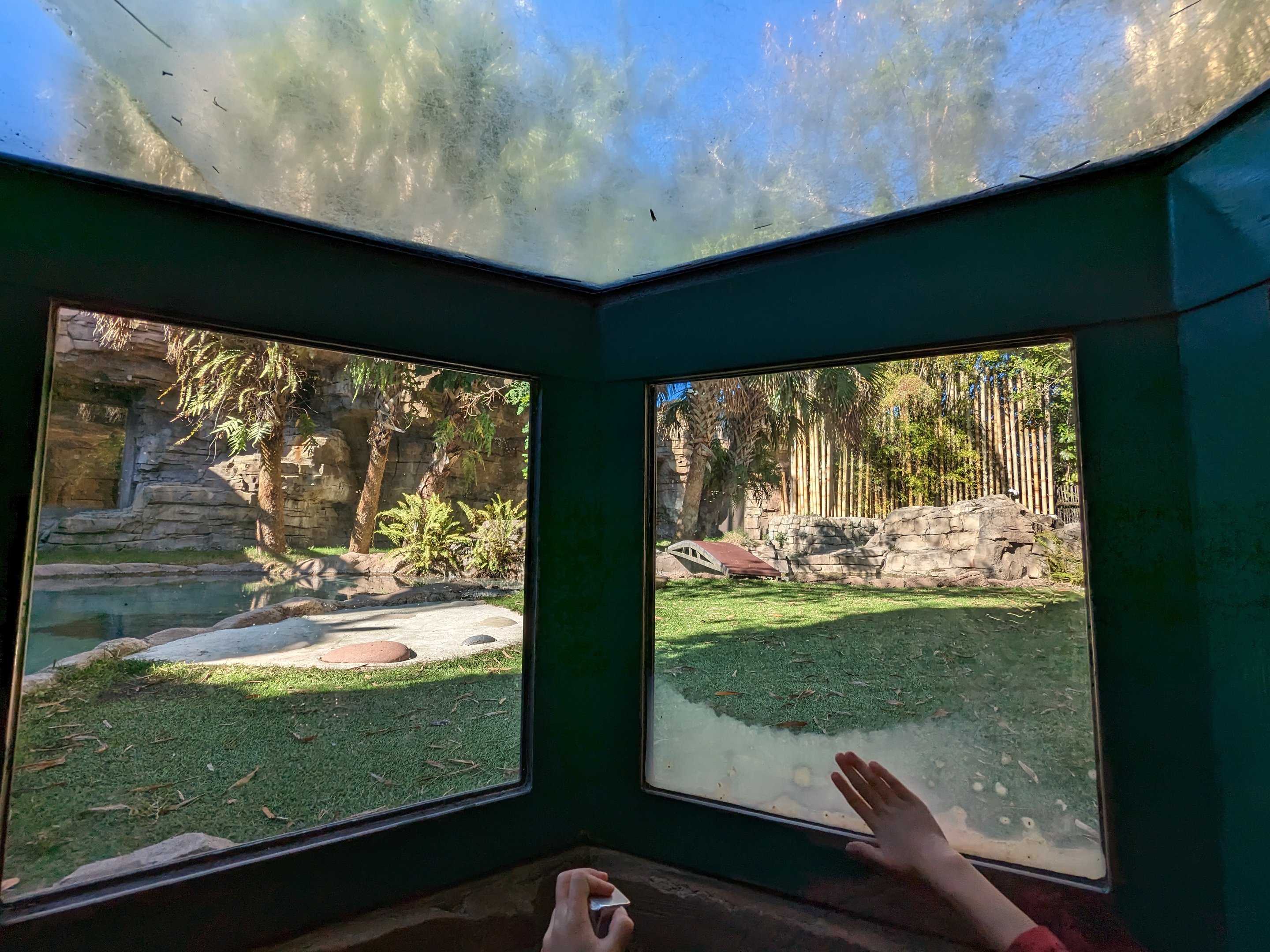 Jungala - tiger viewing pop-up