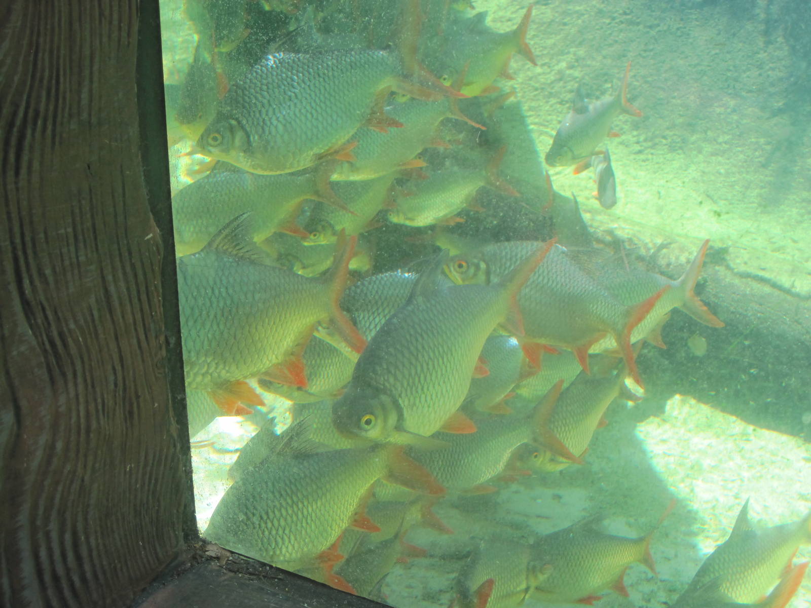 Jungala- Tinfoil Barbs