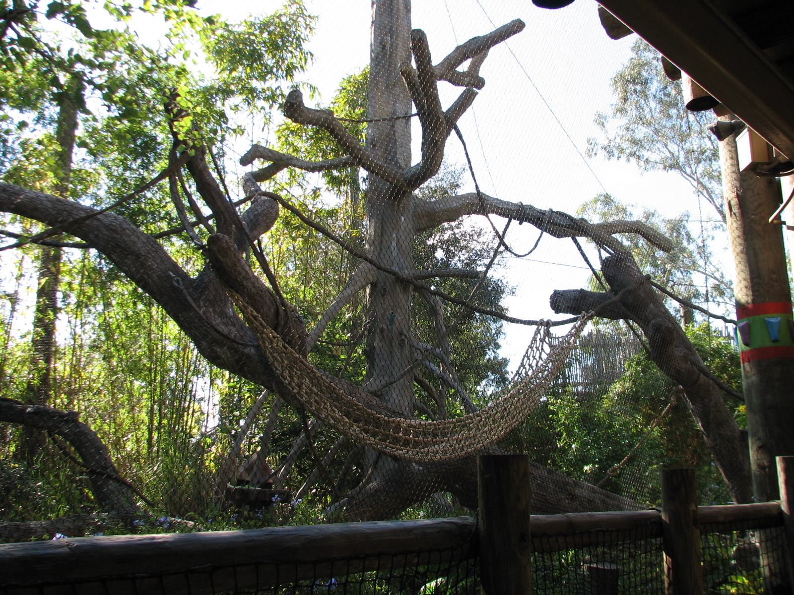 Jungala - White-cheeked Gibbon Exhibit