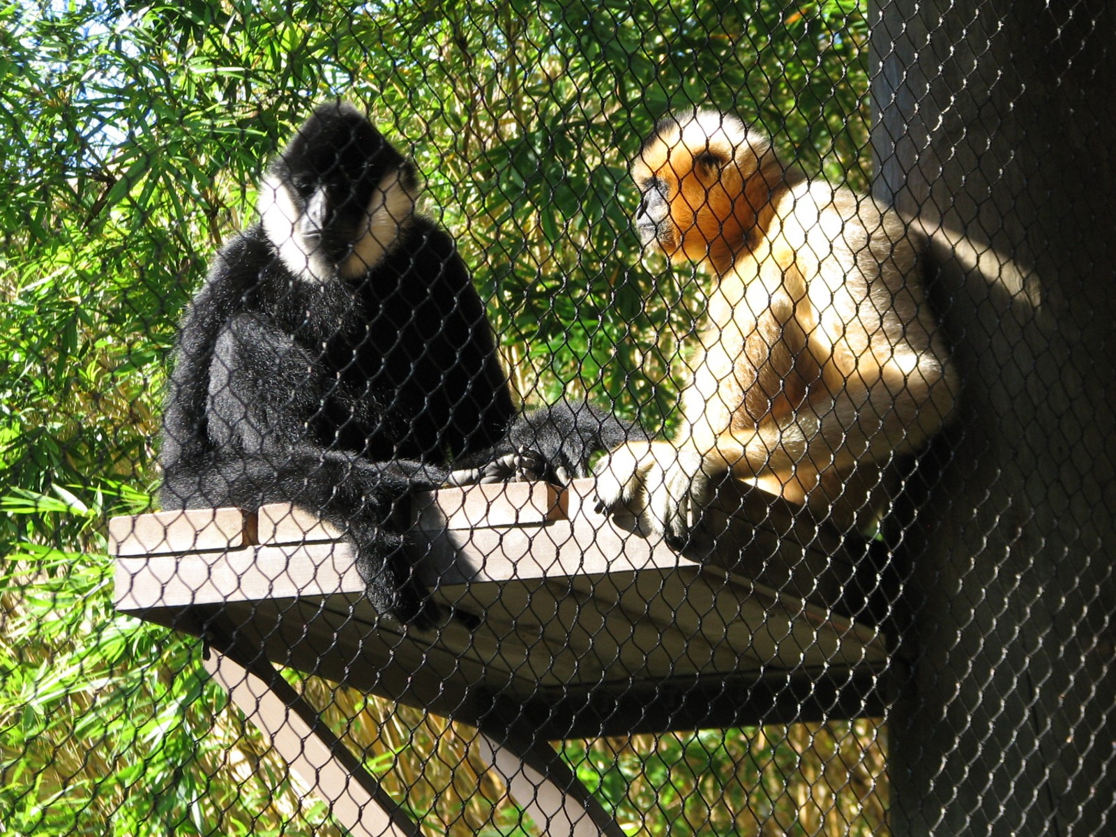 Jungala - White-cheeked Gibbon Exhibit