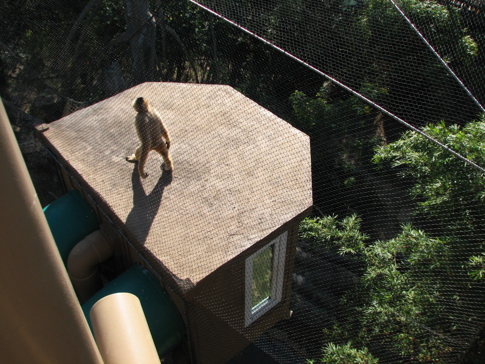Jungala - White-cheeked Gibbon Exhibit
