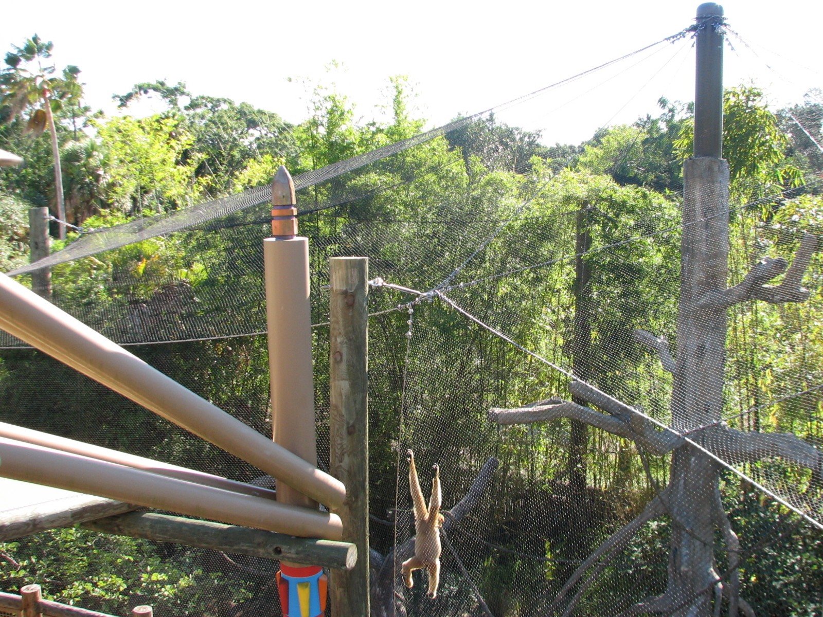 Jungala - White-cheeked Gibbon Exhibit