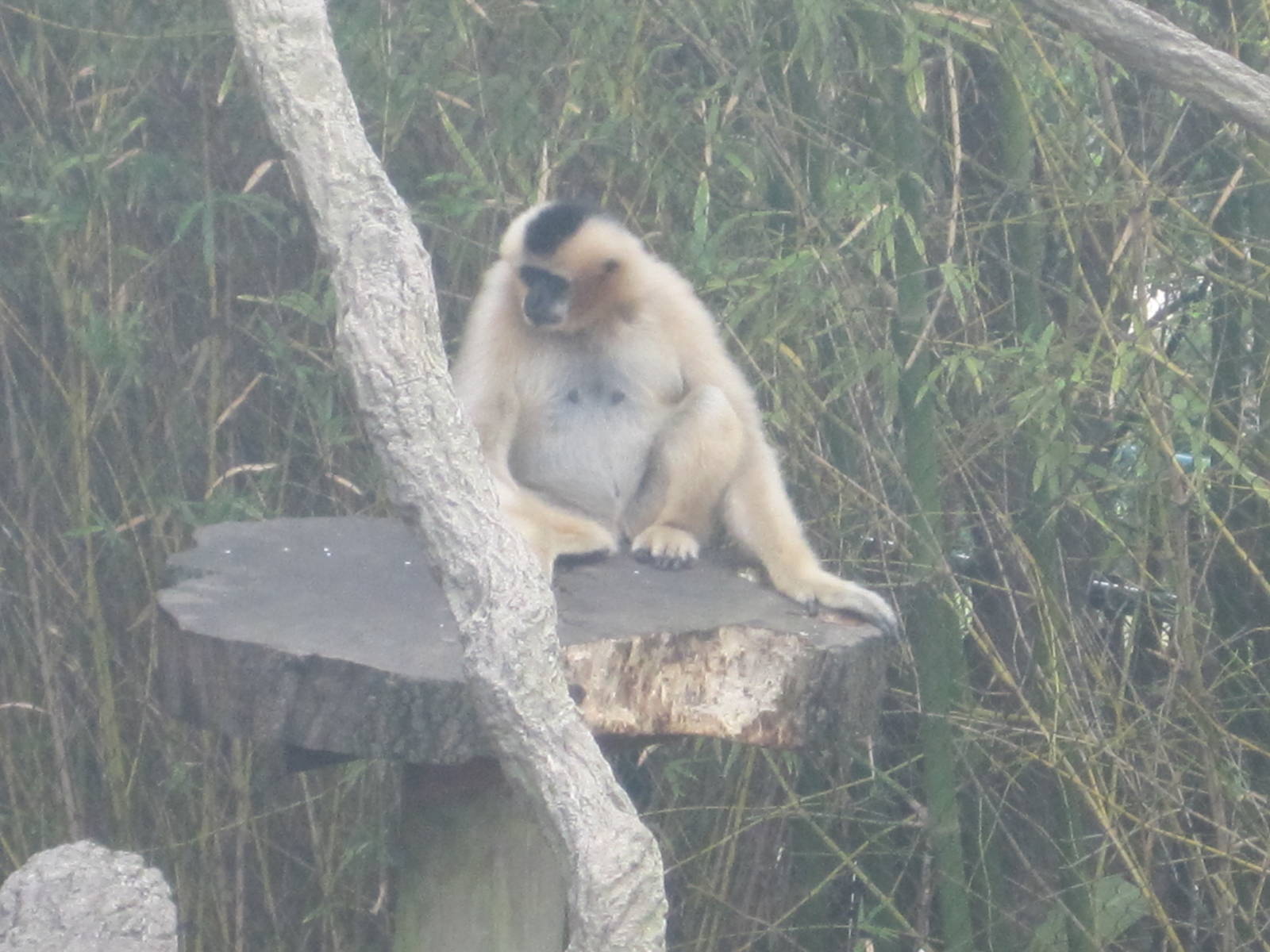 Jungala- White-Cheeked Gibbon