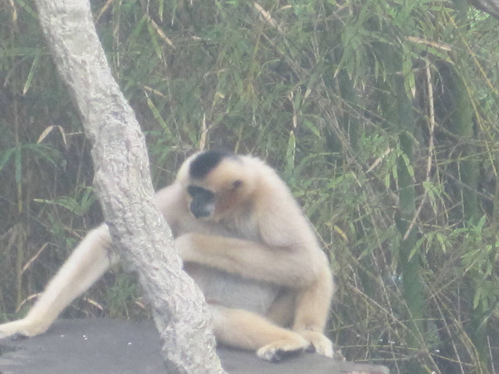 Jungala- White-Cheeked Gibbon