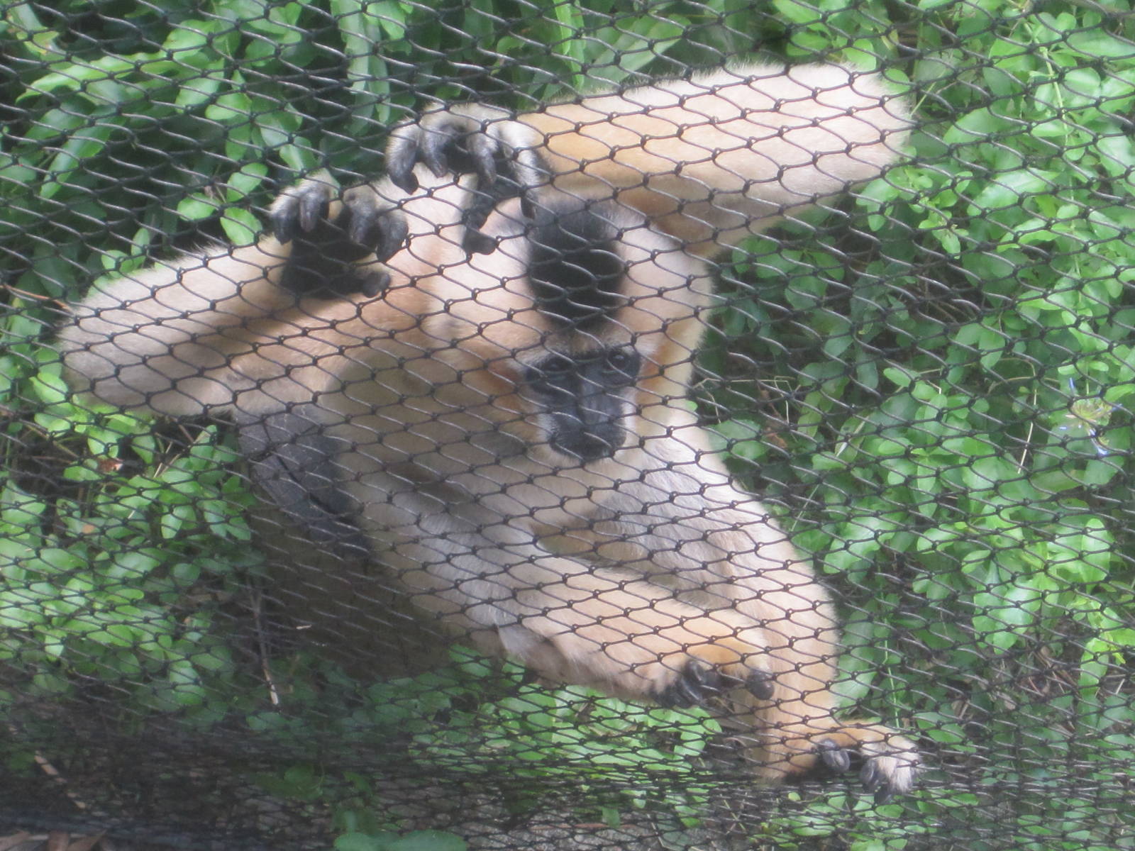 Jungala- White Cheeked Gibbon