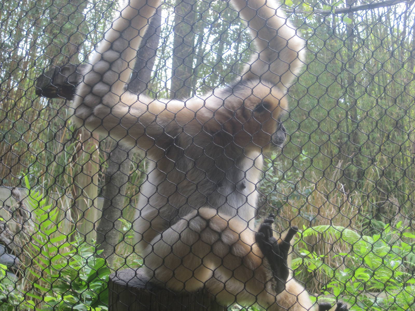Jungala- White-Cheeked Gibbon