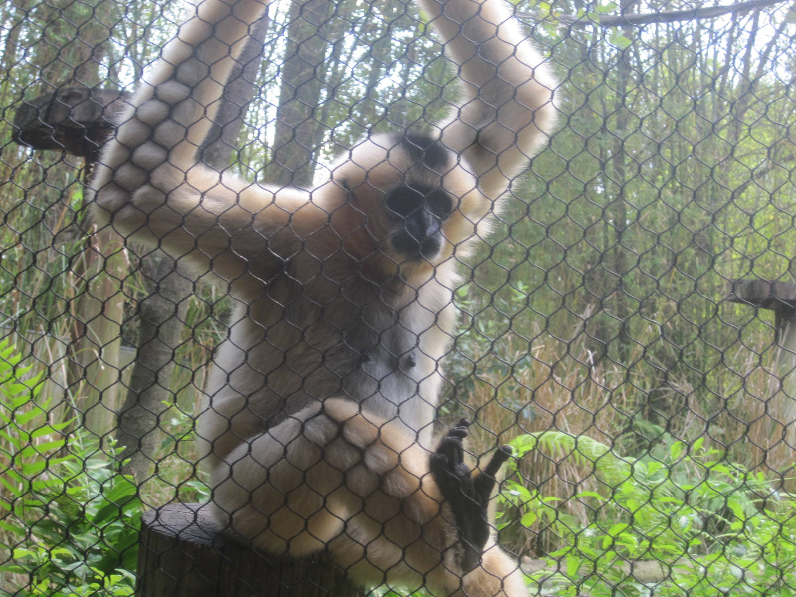 Jungala- White-Cheeked Gibbon