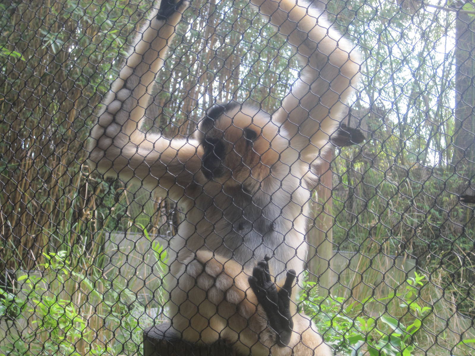 Jungala- White-Cheeked Gibbon