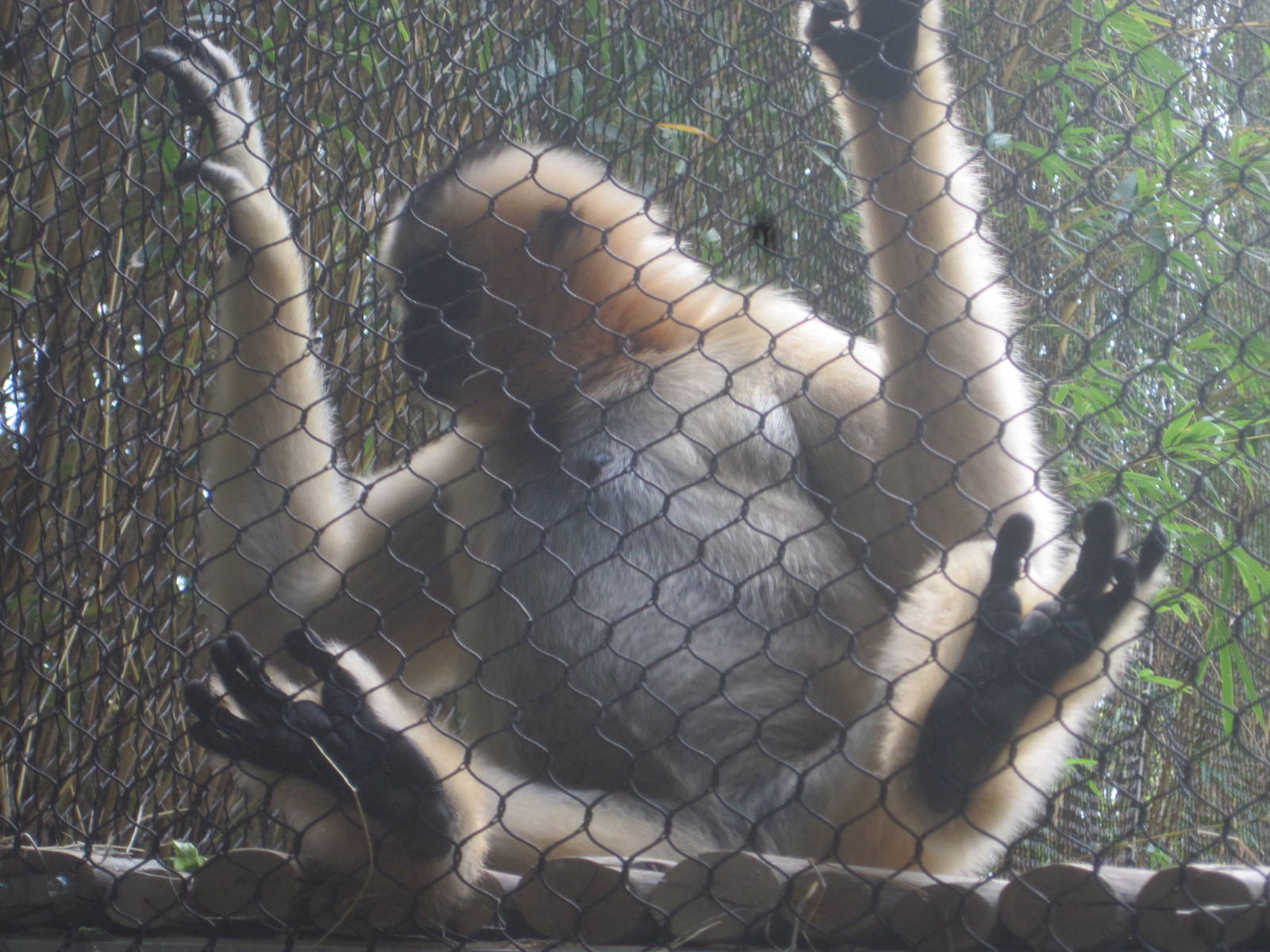 Jungala- White-Cheeked Gibbon