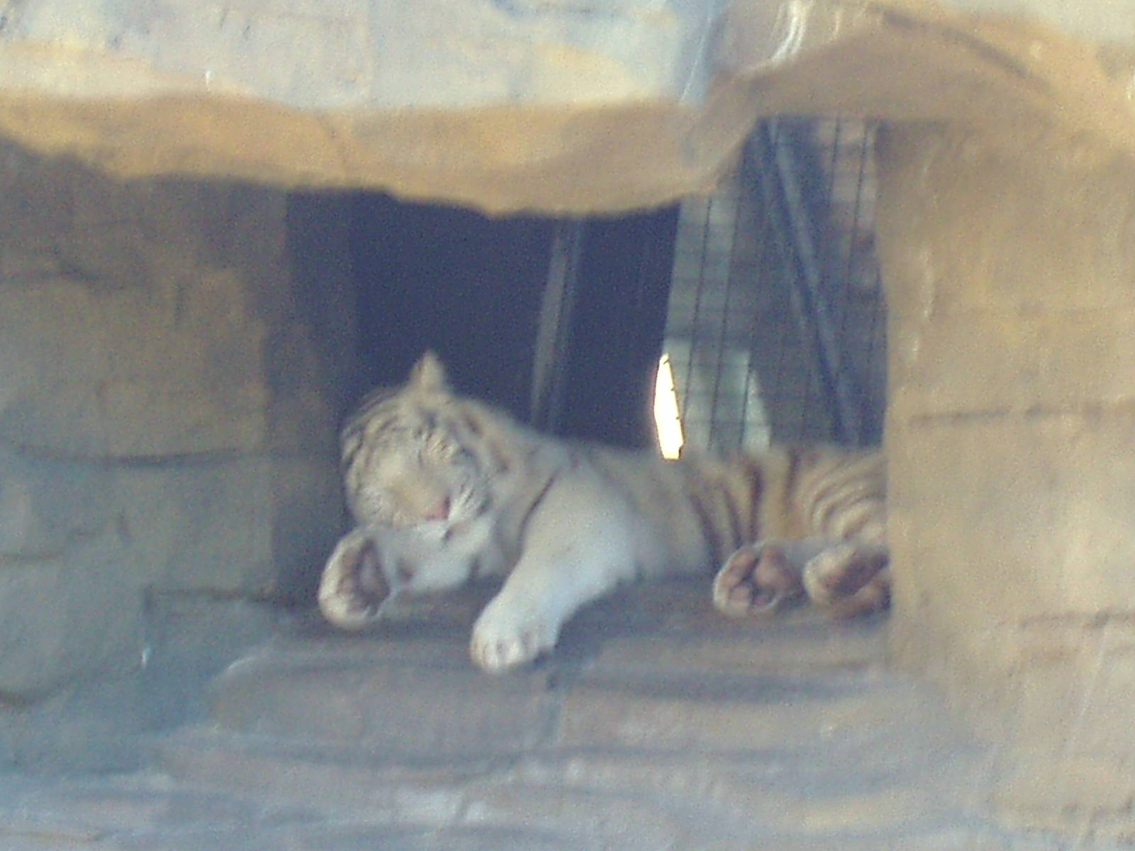 Jungala - White Tiger