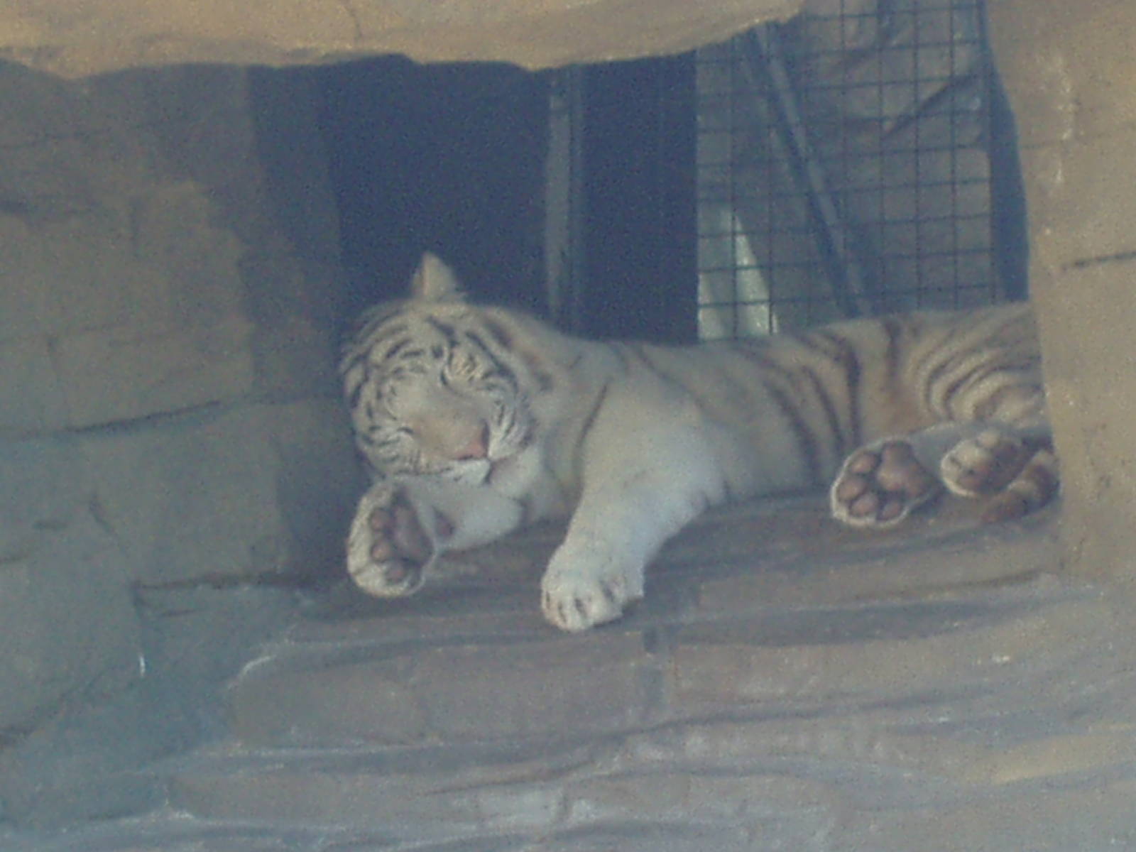 Jungala - White Tiger