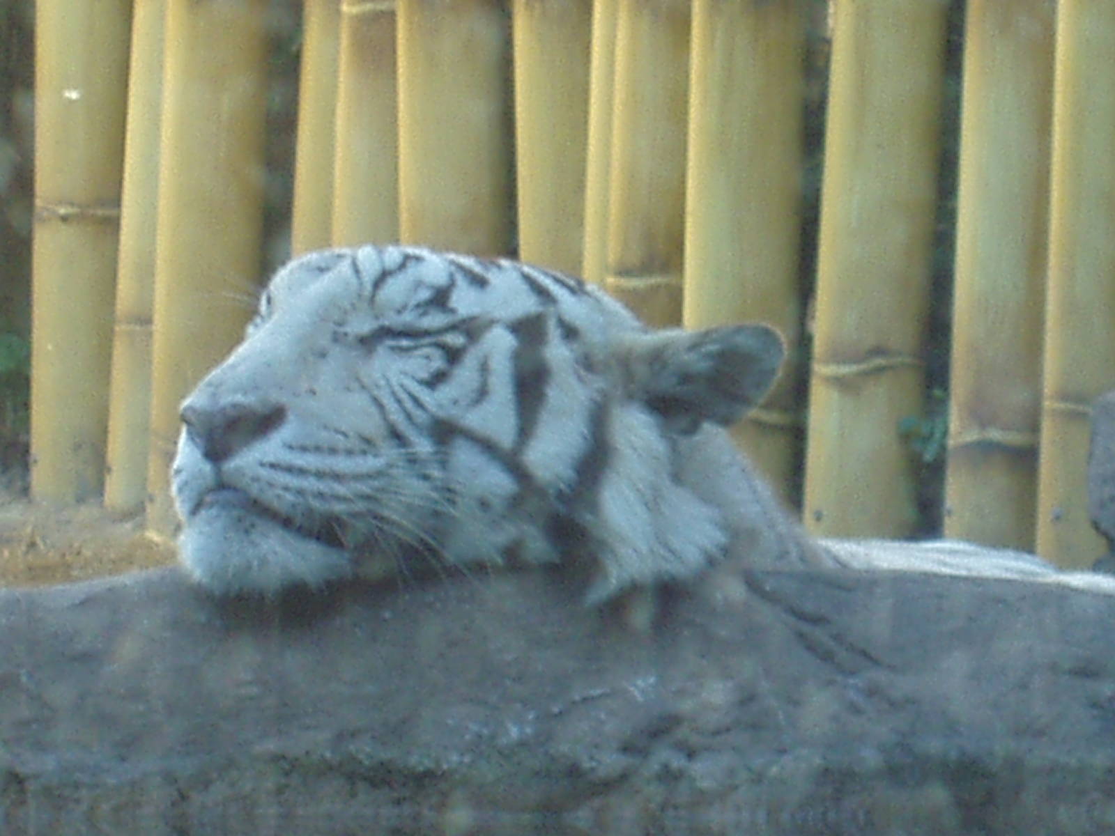 Jungala -White Tiger